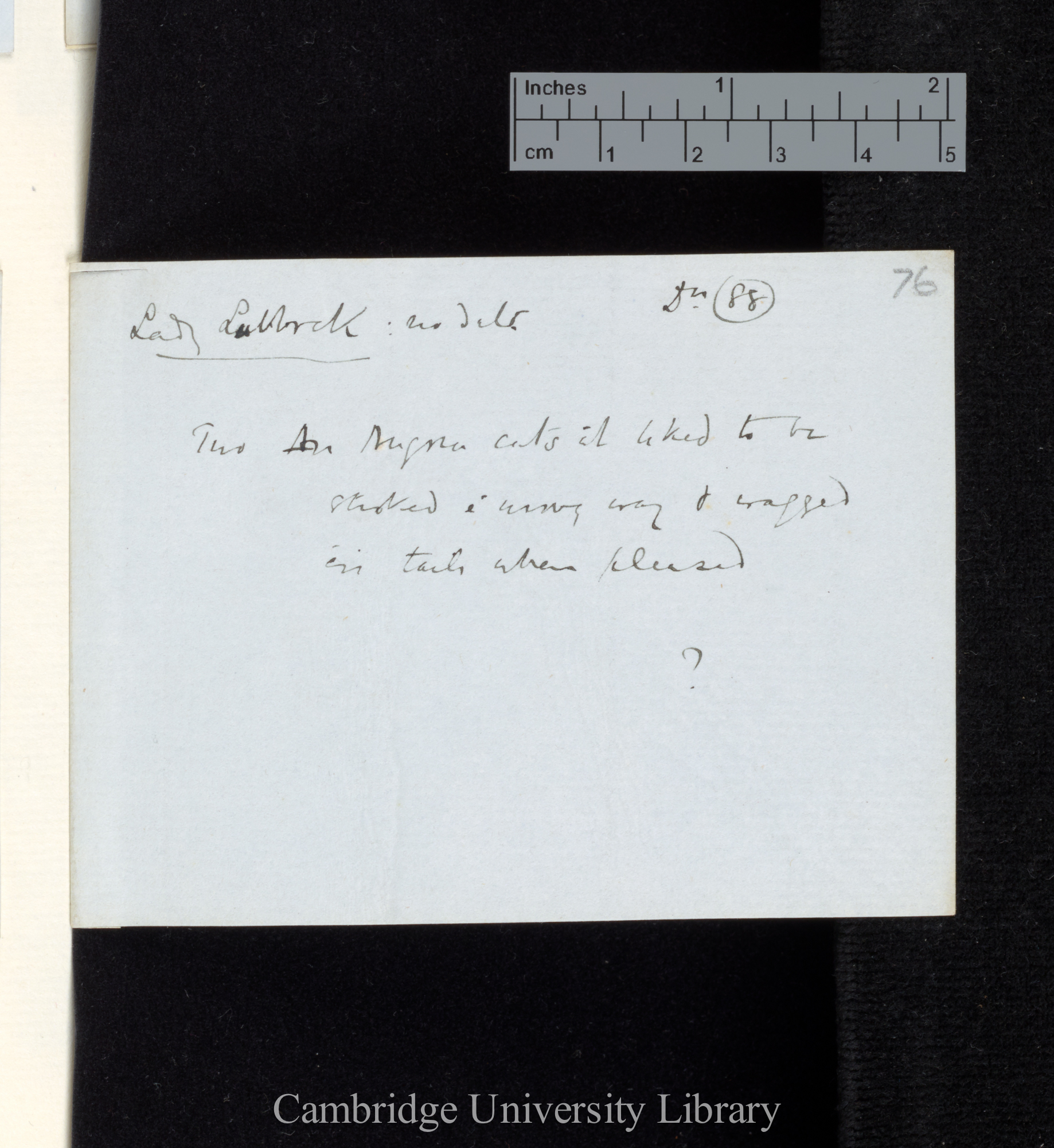 88: Lubbock (Lady), no date / Two Angora cats that liked to be stroked the wrong way &amp; wagged their tails when pleased / ?