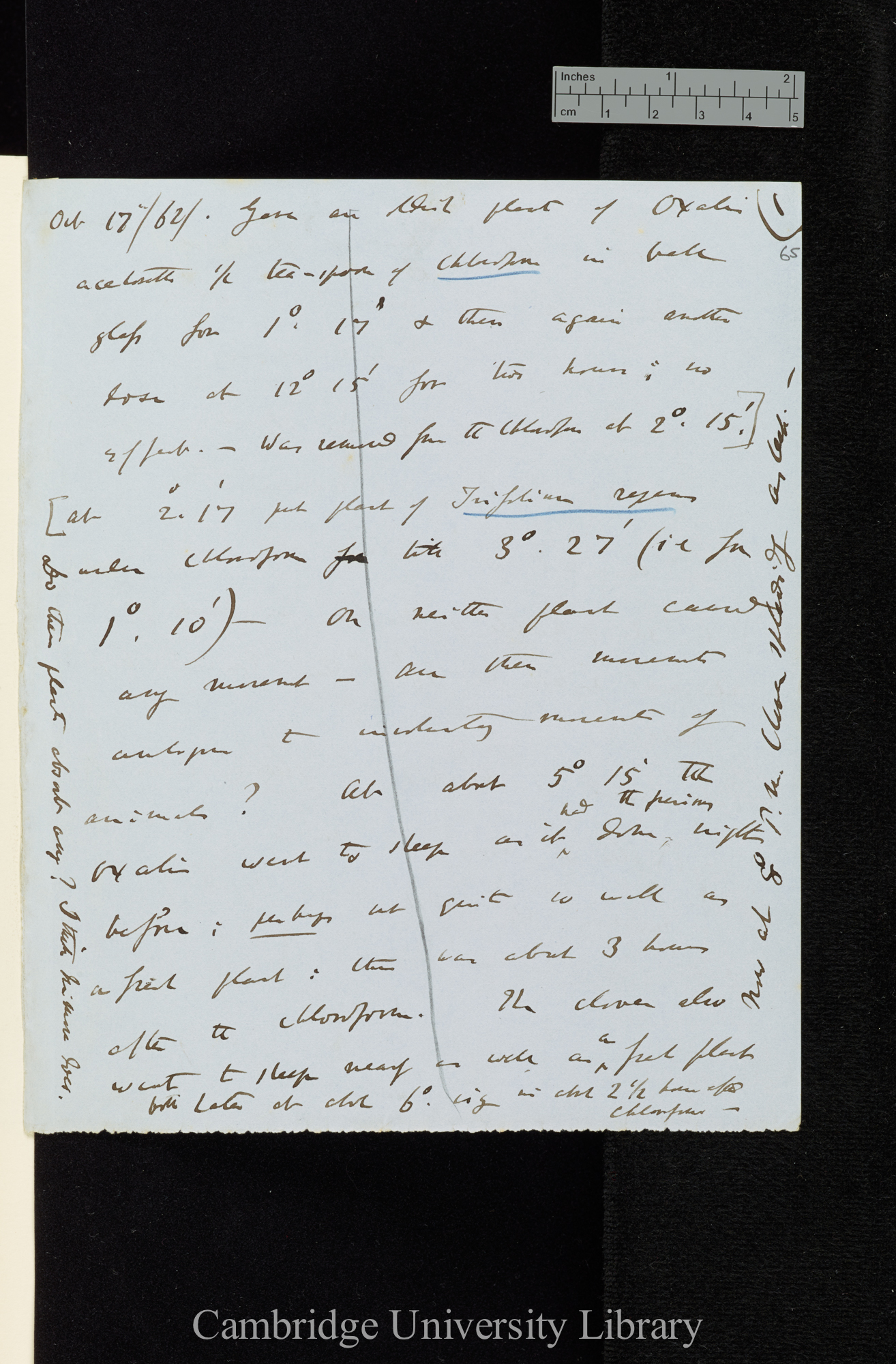 Gave an oldish plant of Oxalis acetosella 1/2 tea-spoon of Chloroform in bell glass for 1h 17 [application also of acetate of morphia]