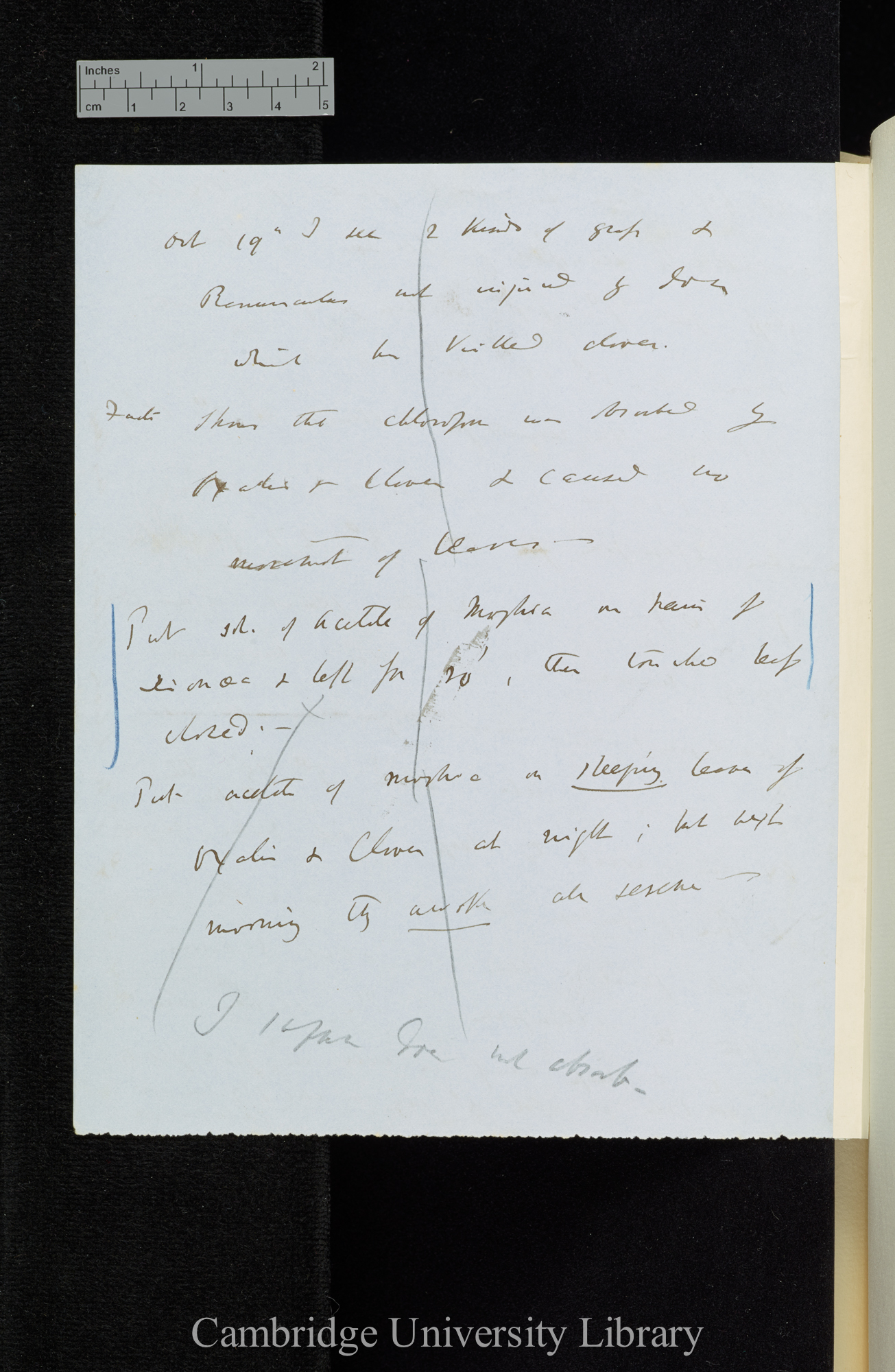 Gave an oldish plant of Oxalis acetosella 1/2 tea-spoon of Chloroform in bell glass for 1h 17 [application also of acetate of morphia]