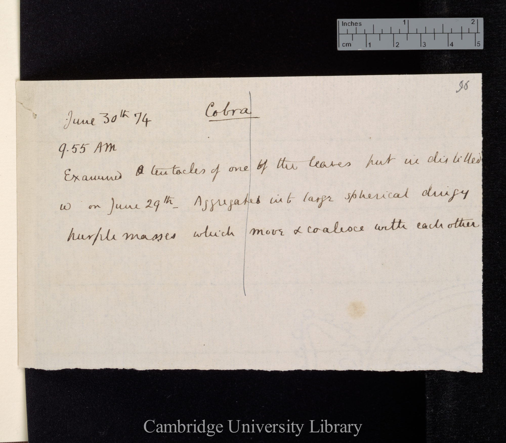 Cobra / 9h 55 a m / Examined tentacles of one of the leaves put in distilled w[ater] on June 29th Aggresgates into large spherical dingy purple masses which move &amp; coalesce with each other