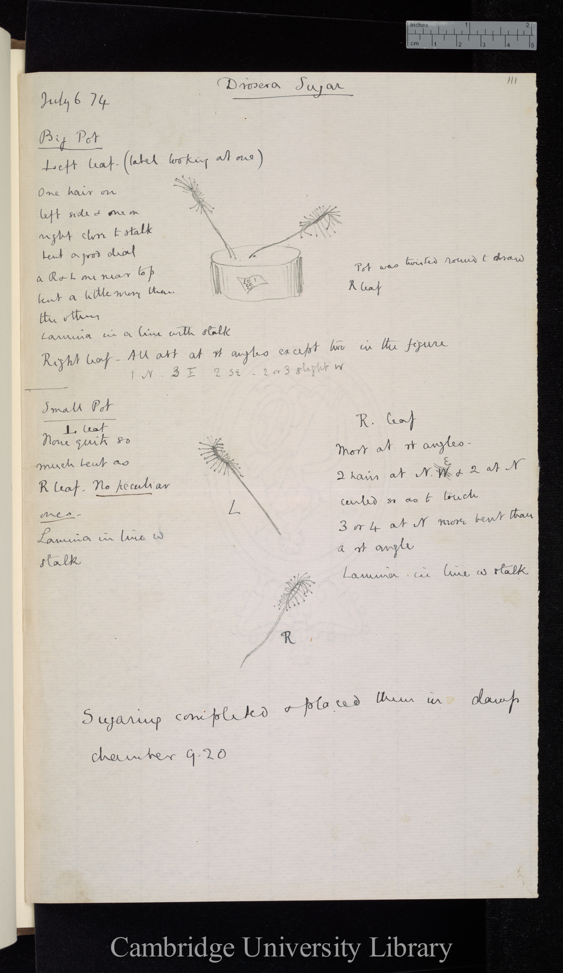 Drosera Sugar [with diagrams]