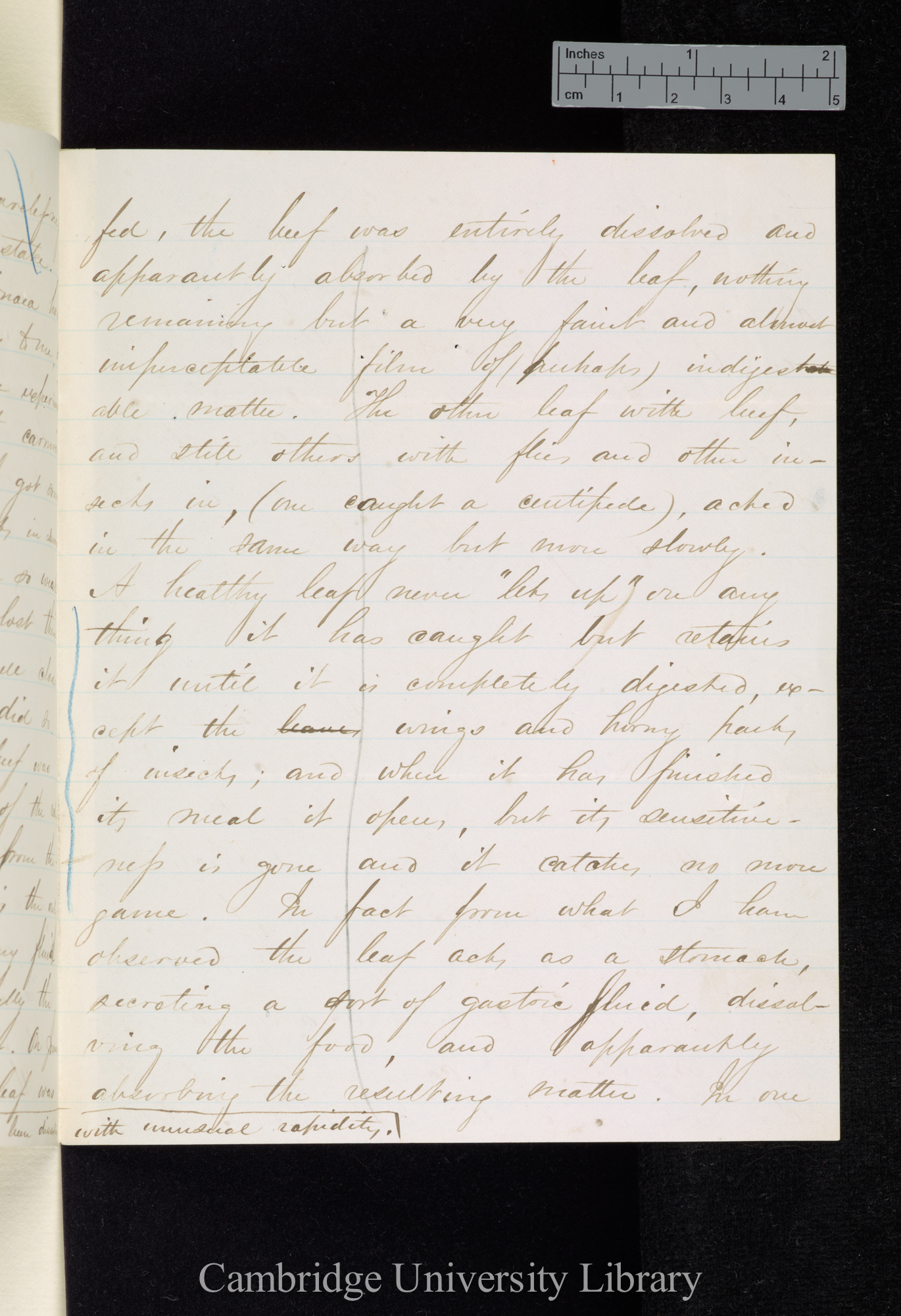 Asa Gray to Sir Joseph Dalton Hooker