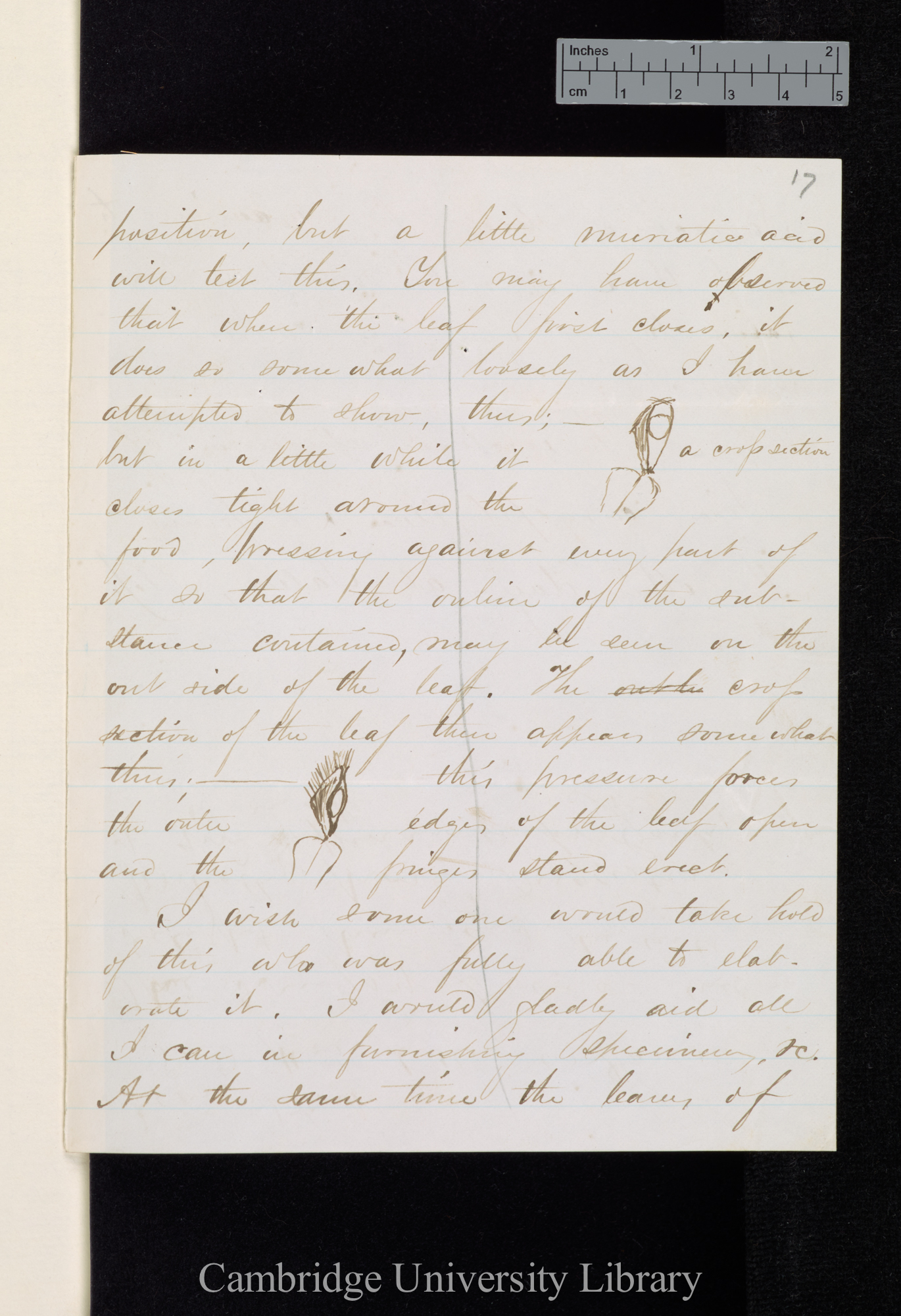 Asa Gray to Sir Joseph Dalton Hooker