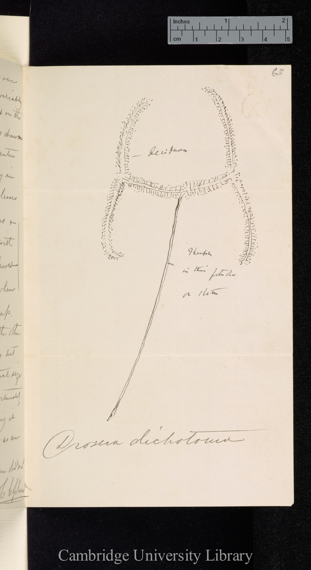 Thomas Copland to Charles Robert Darwin [sketch of Drosera dichotoma]