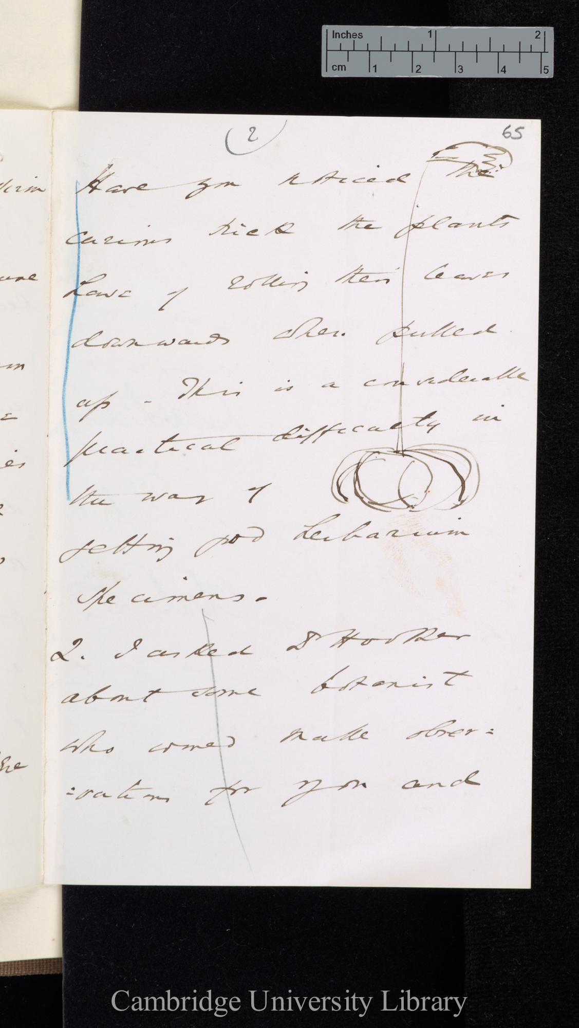 [Sir William Turner Thiselton-Dyer] to Charles Robert Darwin