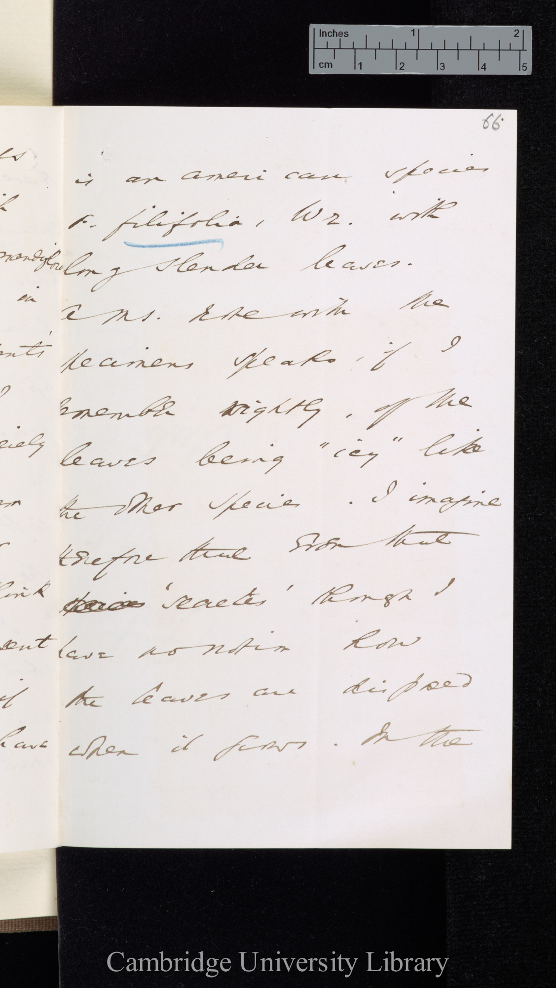 [Sir William Turner Thiselton-Dyer] to Charles Robert Darwin