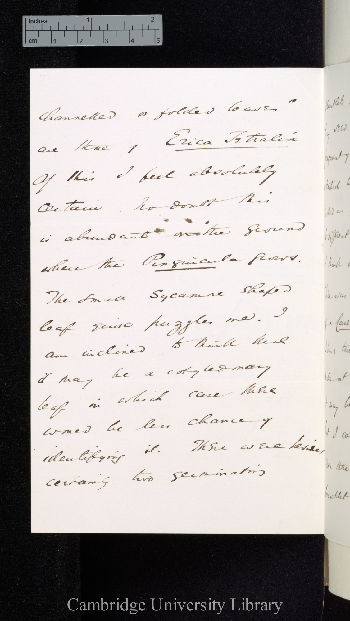 [Sir William Turner Thiselton-Dyer] to Charles Robert Darwin