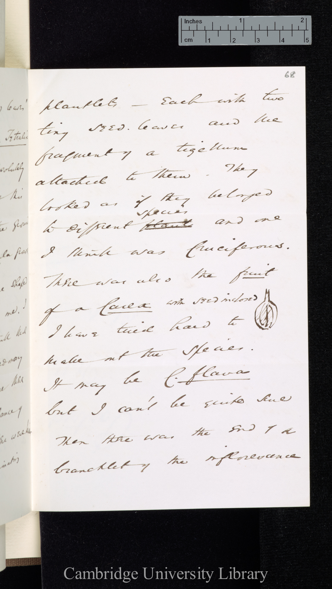 [Sir William Turner Thiselton-Dyer] to Charles Robert Darwin