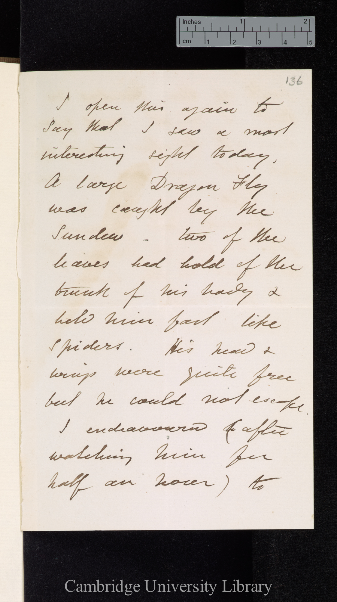 Henry Marlow Wilkinson to Charles Robert Darwin