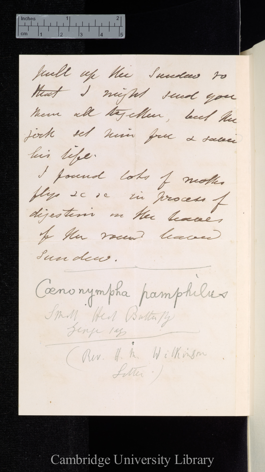 Henry Marlow Wilkinson to Charles Robert Darwin