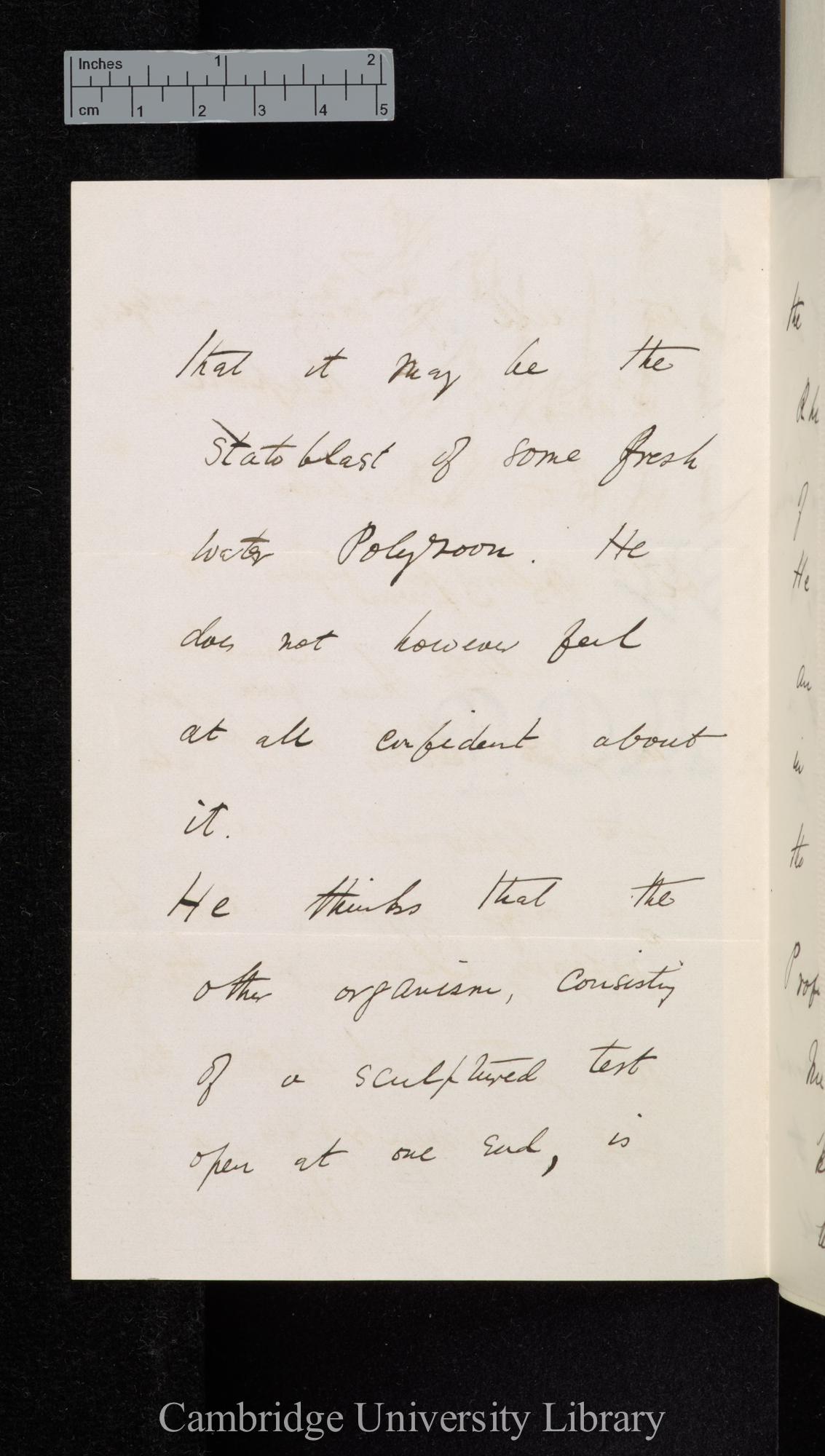 Francis Balfour to Charles Robert Darwin