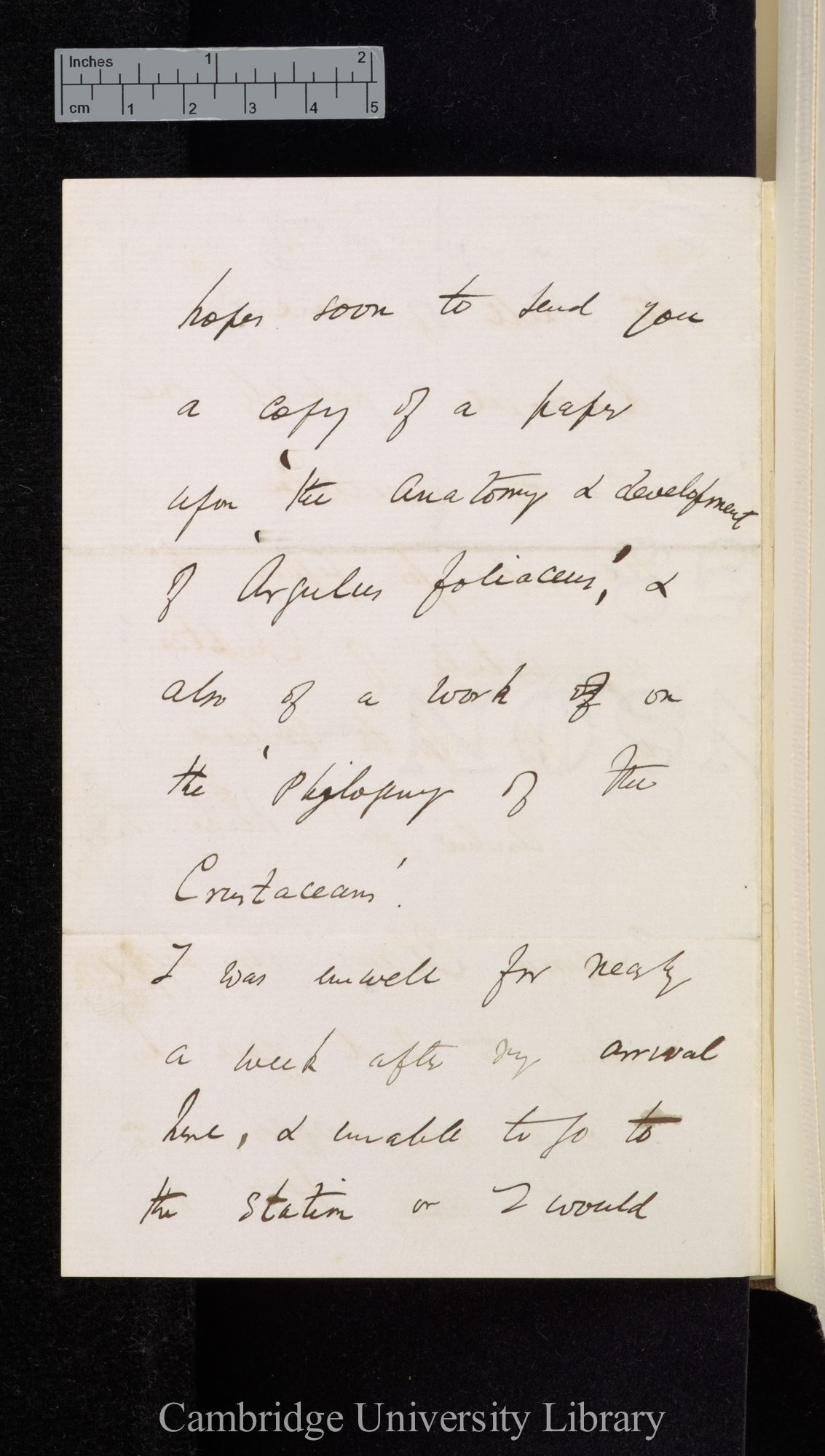 Francis Balfour to Charles Robert Darwin