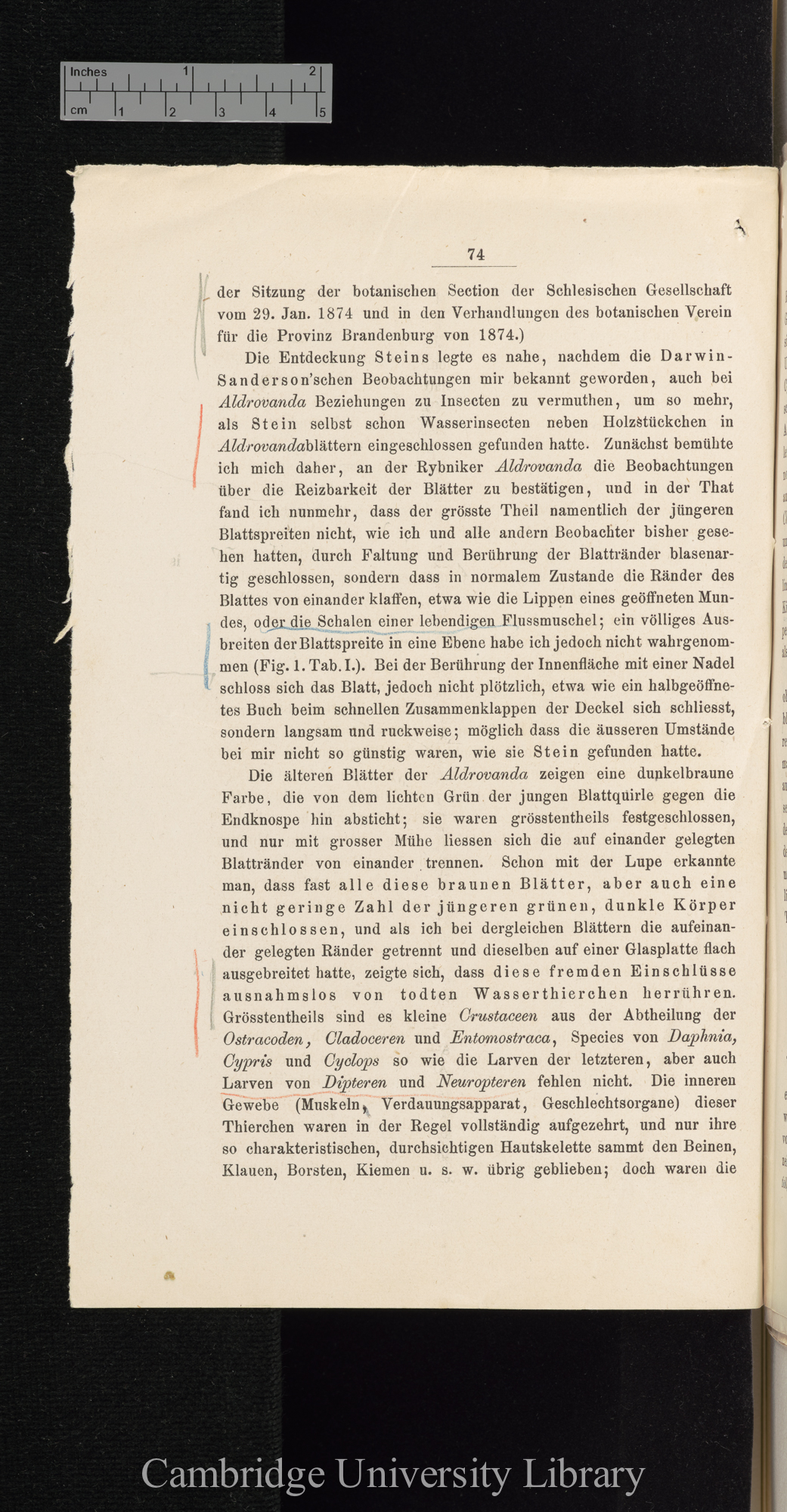 Über Function der Blasen von Aldrovanda und Utricularia &#39;Cohns Beiträge zur Biologie der Pflanzen&#39; I.iii: 74