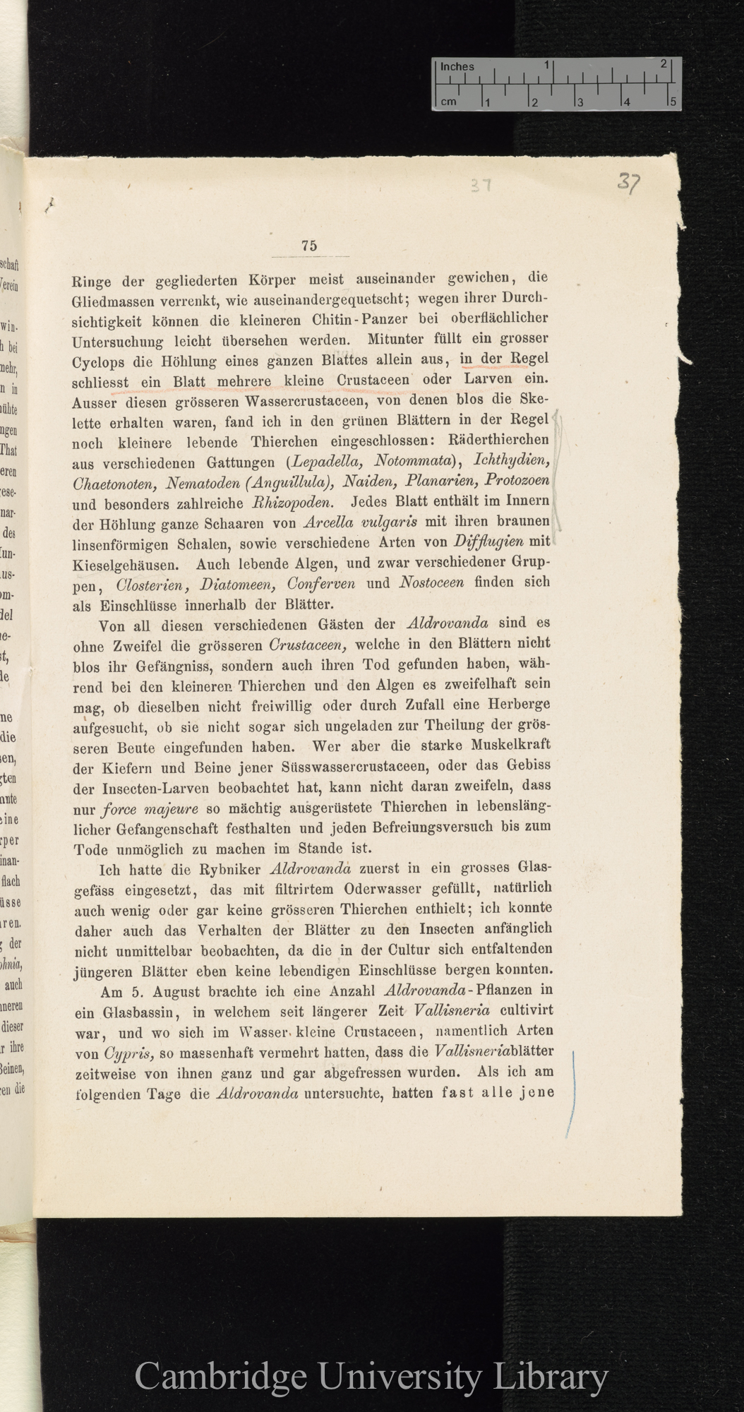 Über Function der Blasen von Aldrovanda und Utricularia &#39;Cohns Beiträge zur Biologie der Pflanzen&#39; I.iii: 75