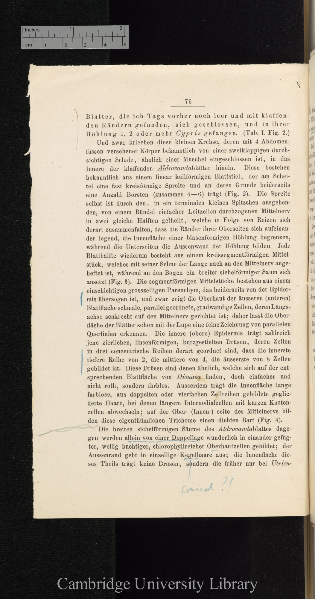 Über Function der Blasen von Aldrovanda und Utricularia &#39;Cohns Beiträge zur Biologie der Pflanzen&#39; I.iii: 76