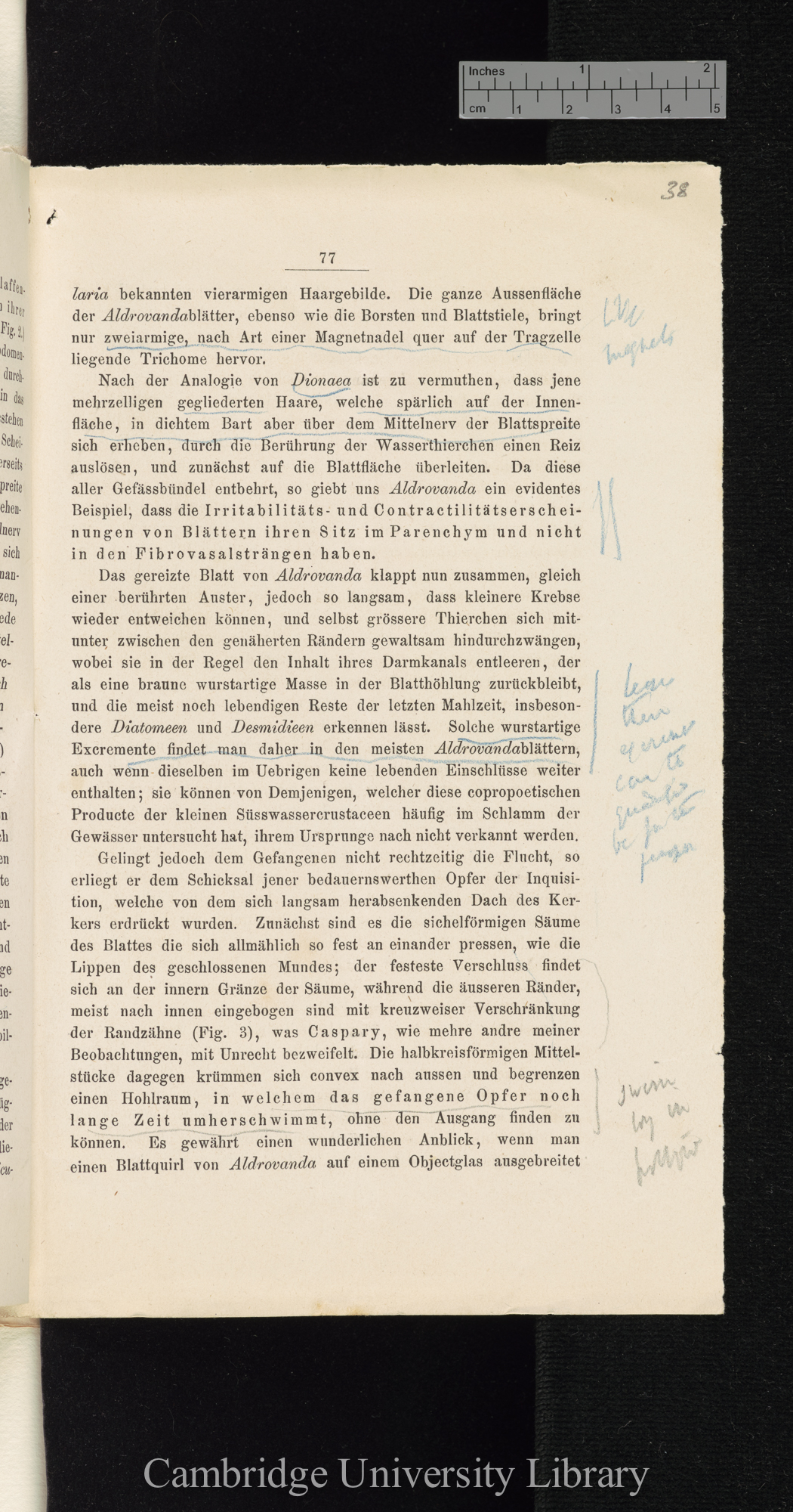 Über Function der Blasen von Aldrovanda und Utricularia &#39;Cohns Beiträge zur Biologie der Pflanzen&#39; I.iii: 77