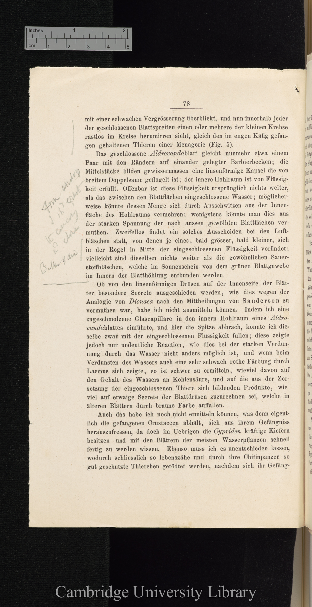 Über Function der Blasen von Aldrovanda und Utricularia &#39;Cohns Beiträge zur Biologie der Pflanzen&#39; I.iii: 78