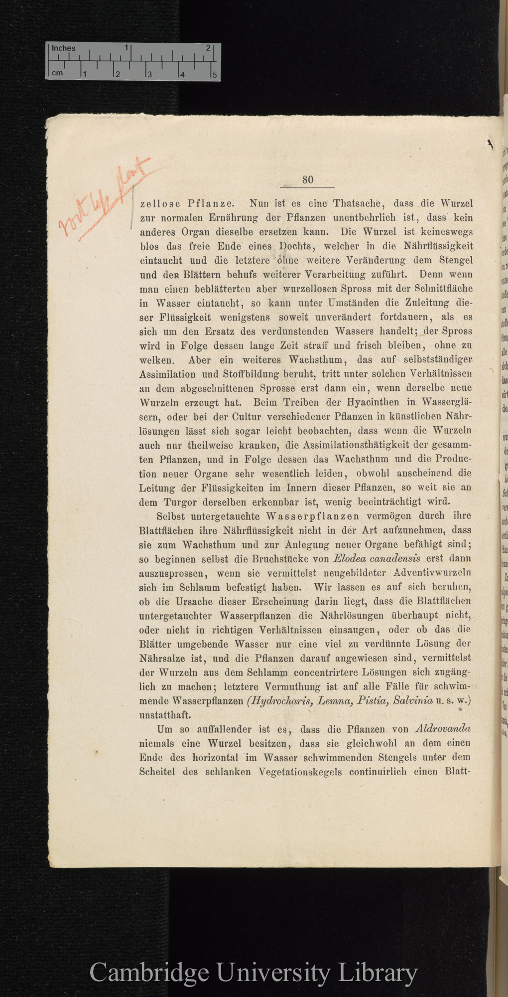 Über Function der Blasen von Aldrovanda und Utricularia &#39;Cohns Beiträge zur Biologie der Pflanzen&#39; I.iii: 80