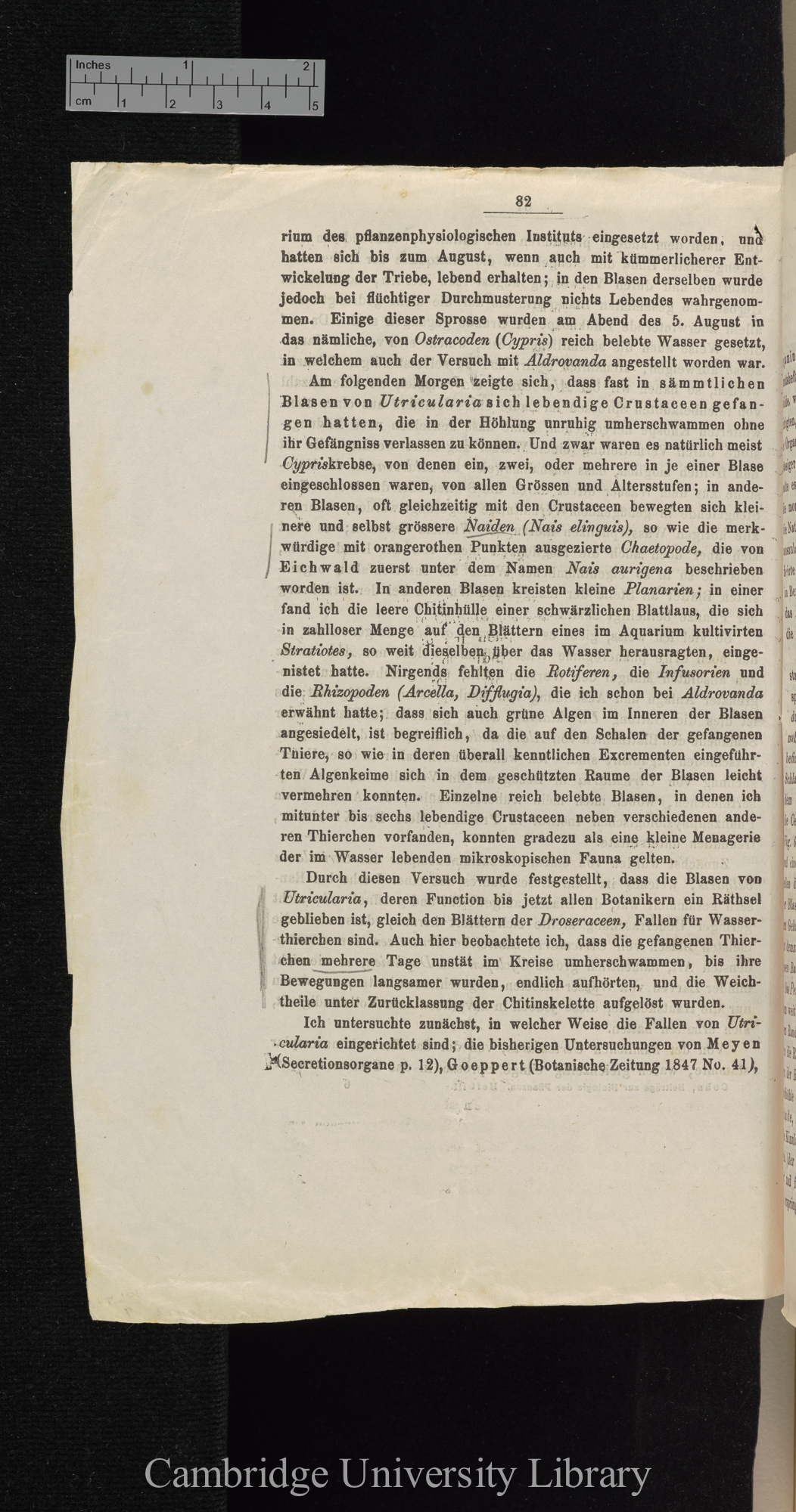 Über Function der Blasen von Aldrovanda und Utricularia &#39;Cohns Beiträge zur Biologie der Pflanzen&#39; I.iii: 82