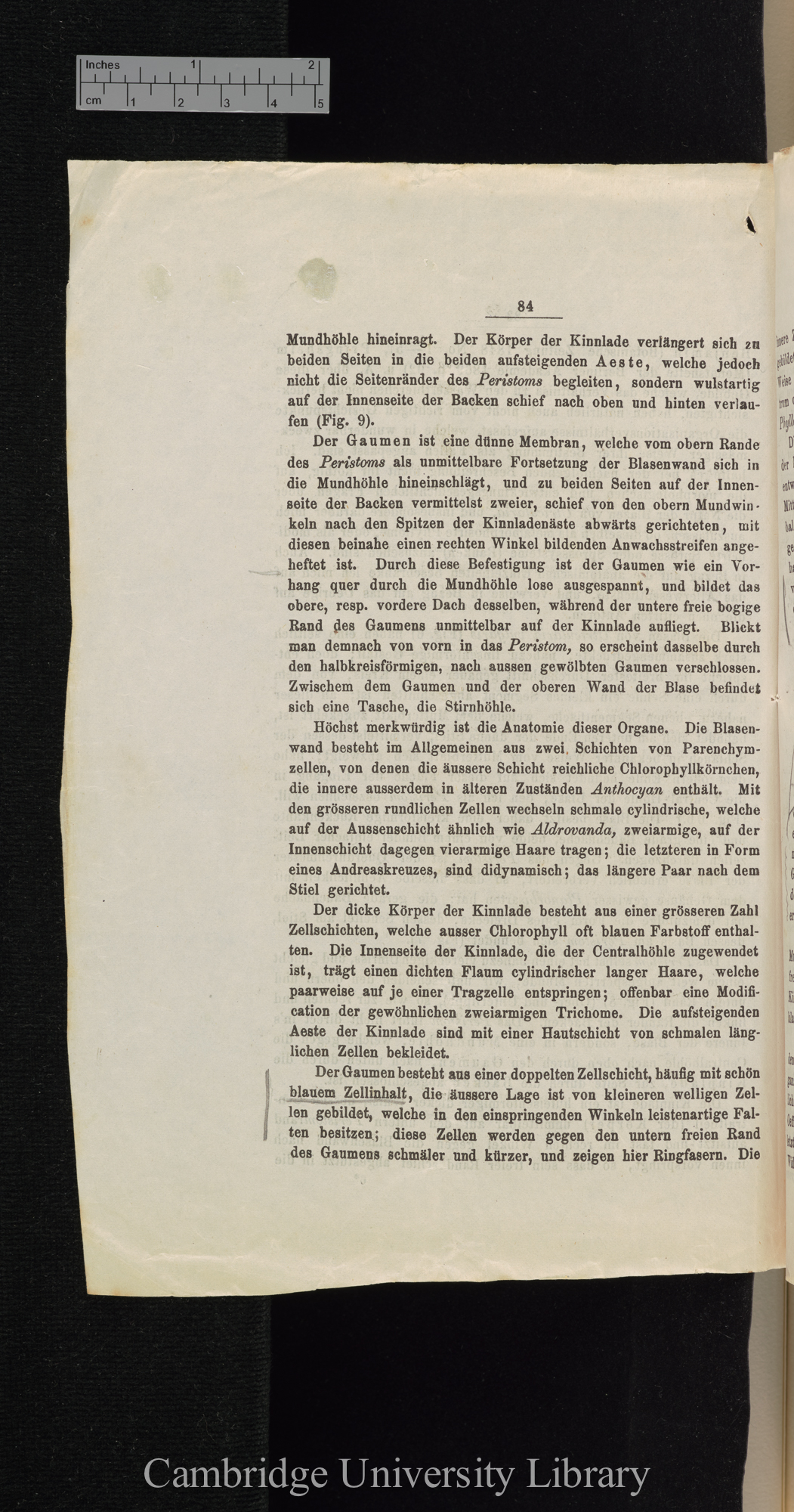 Über Function der Blasen von Aldrovanda und Utricularia &#39;Cohns Beiträge zur Biologie der Pflanzen&#39; I.iii: 84