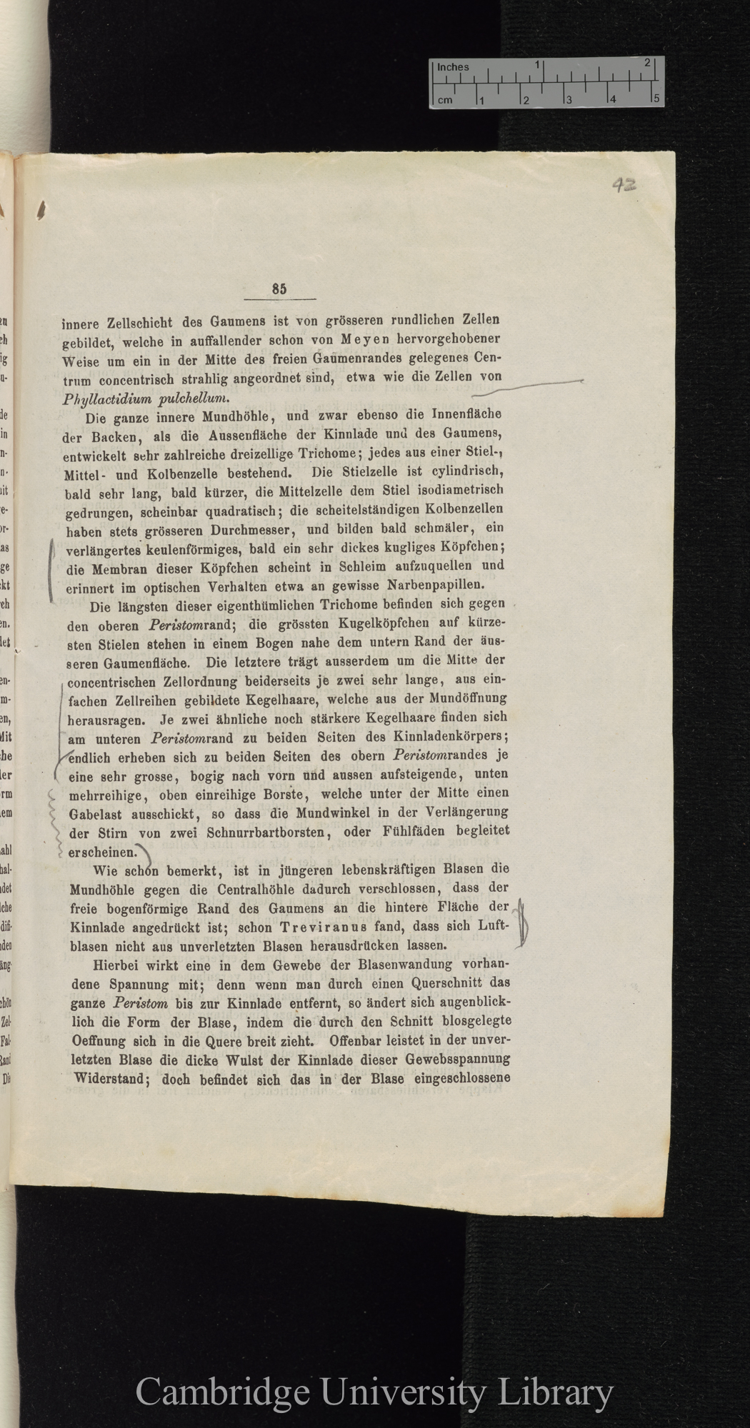 Über Function der Blasen von Aldrovanda und Utricularia &#39;Cohns Beiträge zur Biologie der Pflanzen&#39; I.iii: 85