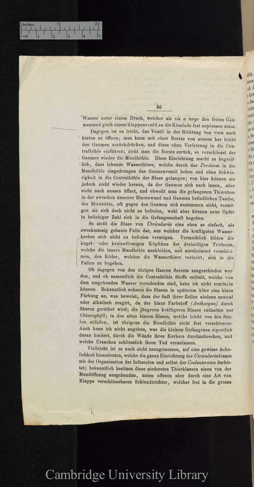 Über Function der Blasen von Aldrovanda und Utricularia &#39;Cohns Beiträge zur Biologie der Pflanzen&#39; I.iii: 86