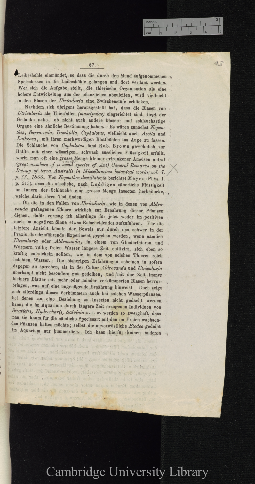 Über Function der Blasen von Aldrovanda und Utricularia &#39;Cohns Beiträge zur Biologie der Pflanzen&#39; I.iii: 87