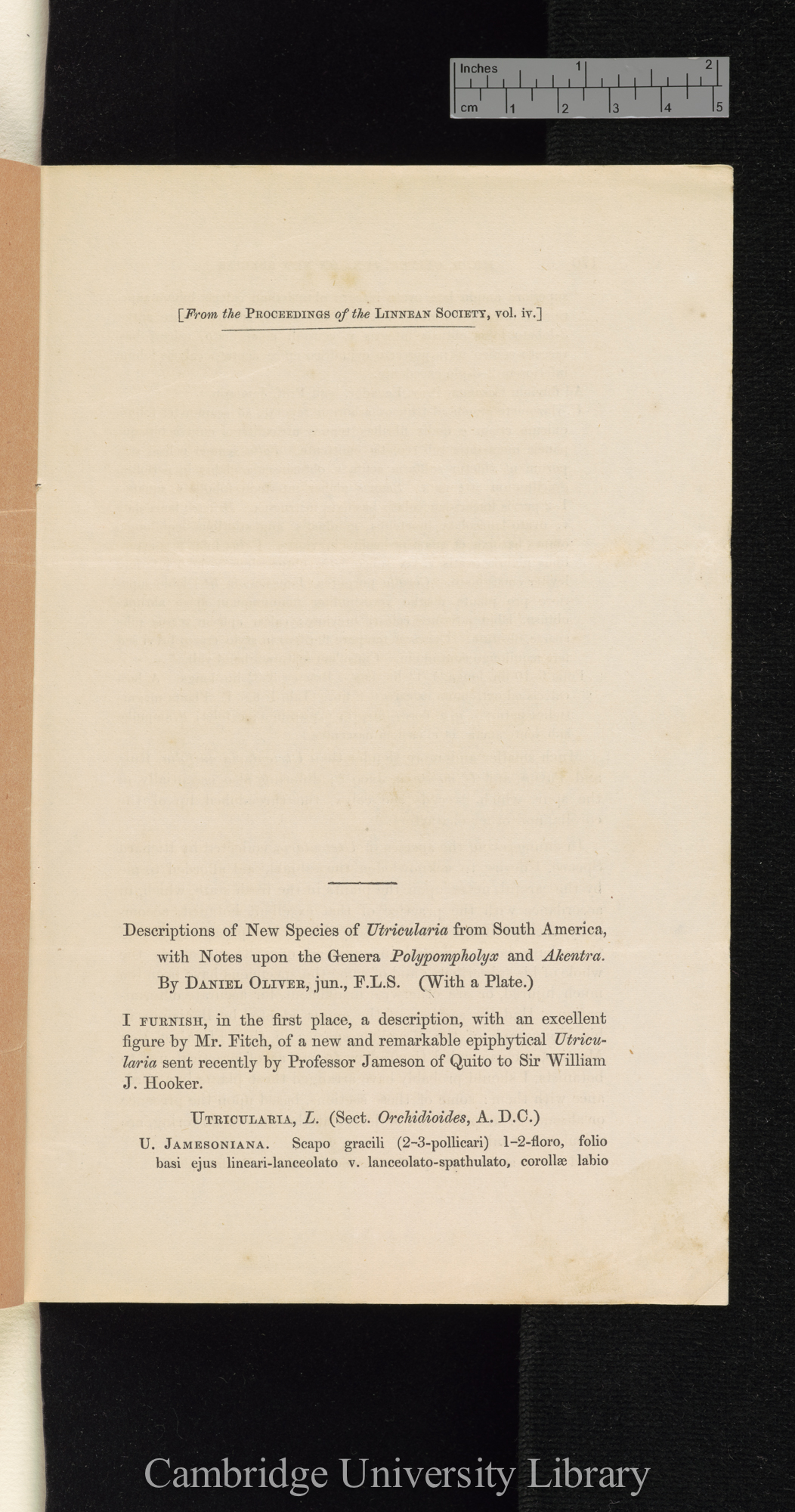 Descriptions of new species of Utricularia from South America, with notes upon the genera Polypompholyx and Akentra &#39;Linnean Society (Journal of Proceedings)&#39; 4: [169]