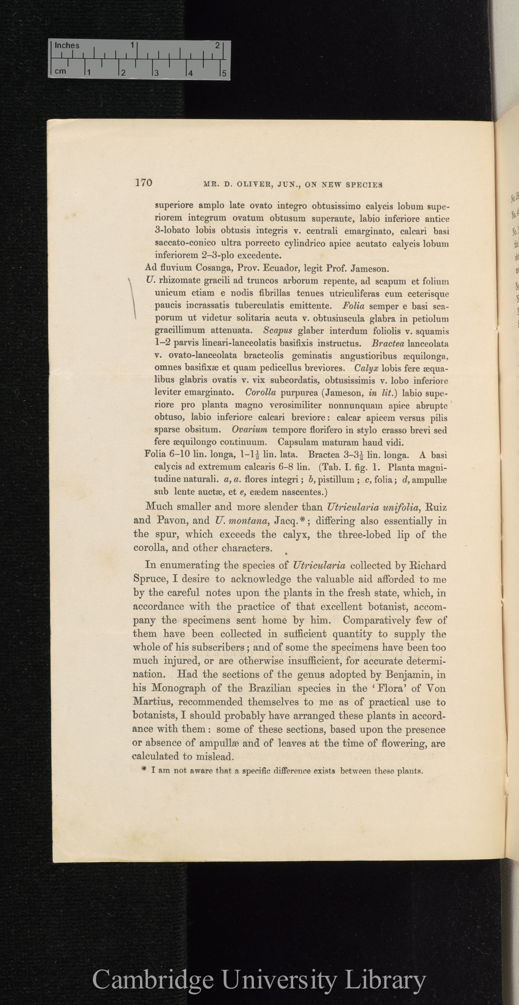 Descriptions of new species of Utricularia from South America, with notes upon the genera Polypompholyx and Akentra &#39;Linnean Society (Journal of Proceedings)&#39; 4: 170