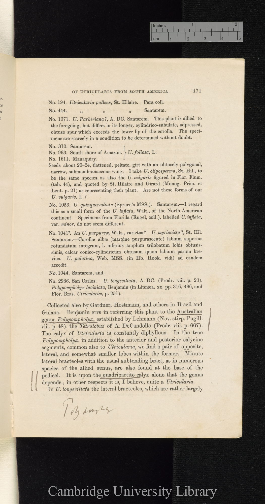 Descriptions of new species of Utricularia from South America, with notes upon the genera Polypompholyx and Akentra &#39;Linnean Society (Journal of Proceedings)&#39; 4: 171