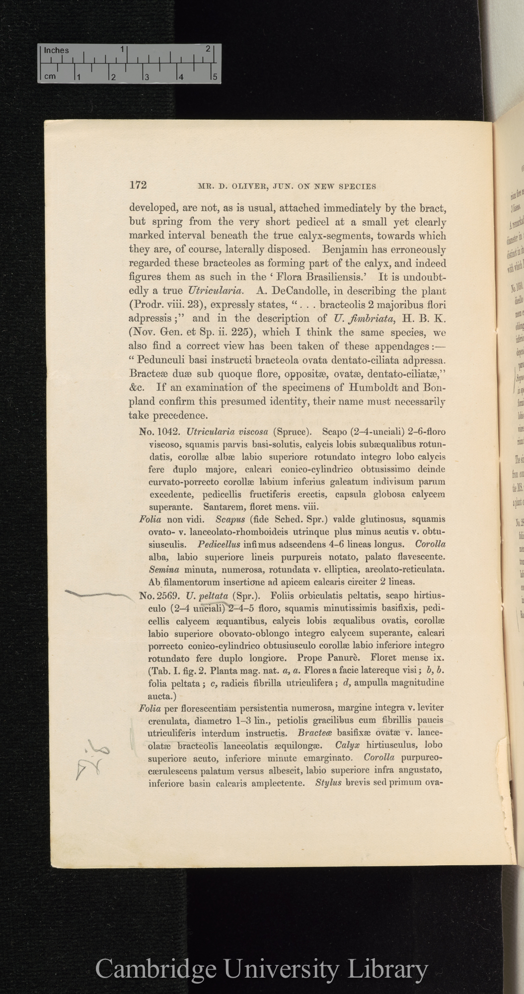 Descriptions of new species of Utricularia from South America, with notes upon the genera Polypompholyx and Akentra &#39;Linnean Society (Journal of Proceedings)&#39; 4: 172