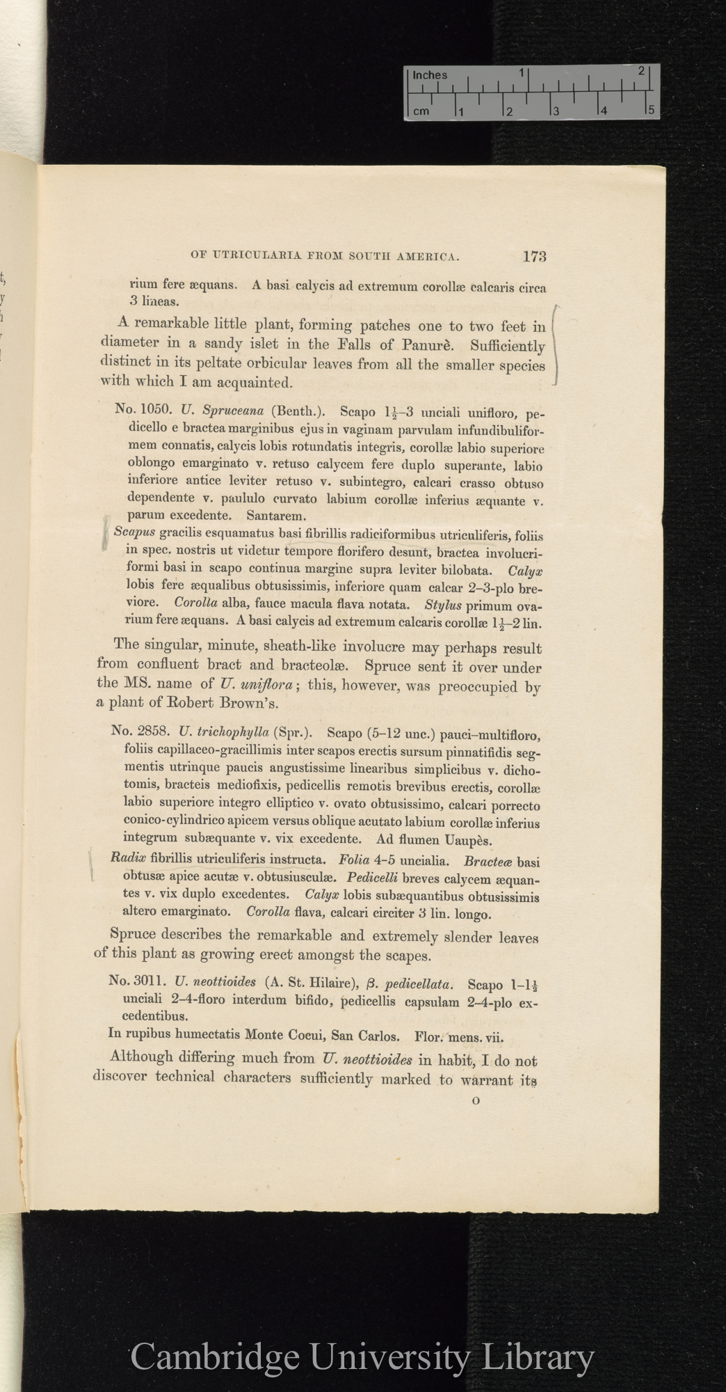 Descriptions of new species of Utricularia from South America, with notes upon the genera Polypompholyx and Akentra &#39;Linnean Society (Journal of Proceedings)&#39; 4: 173