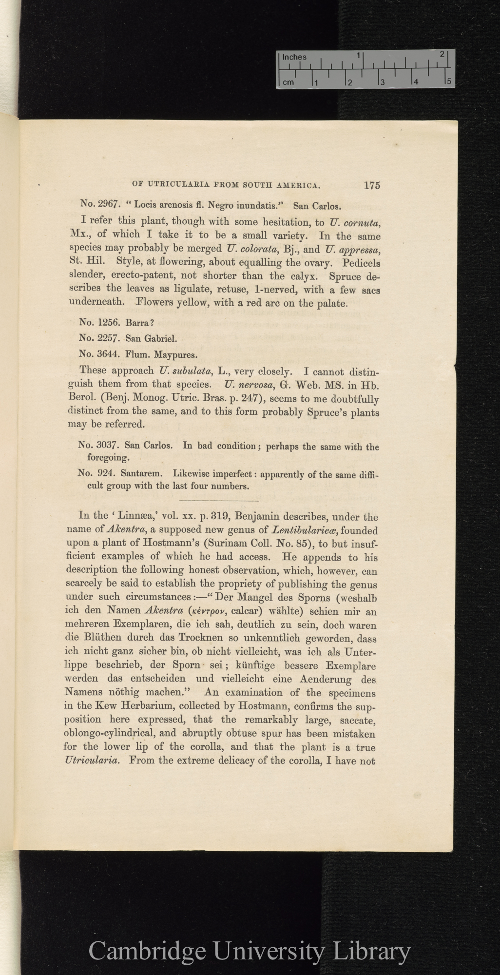 Descriptions of new species of Utricularia from South America, with notes upon the genera Polypompholyx and Akentra &#39;Linnean Society (Journal of Proceedings)&#39; 4: 175