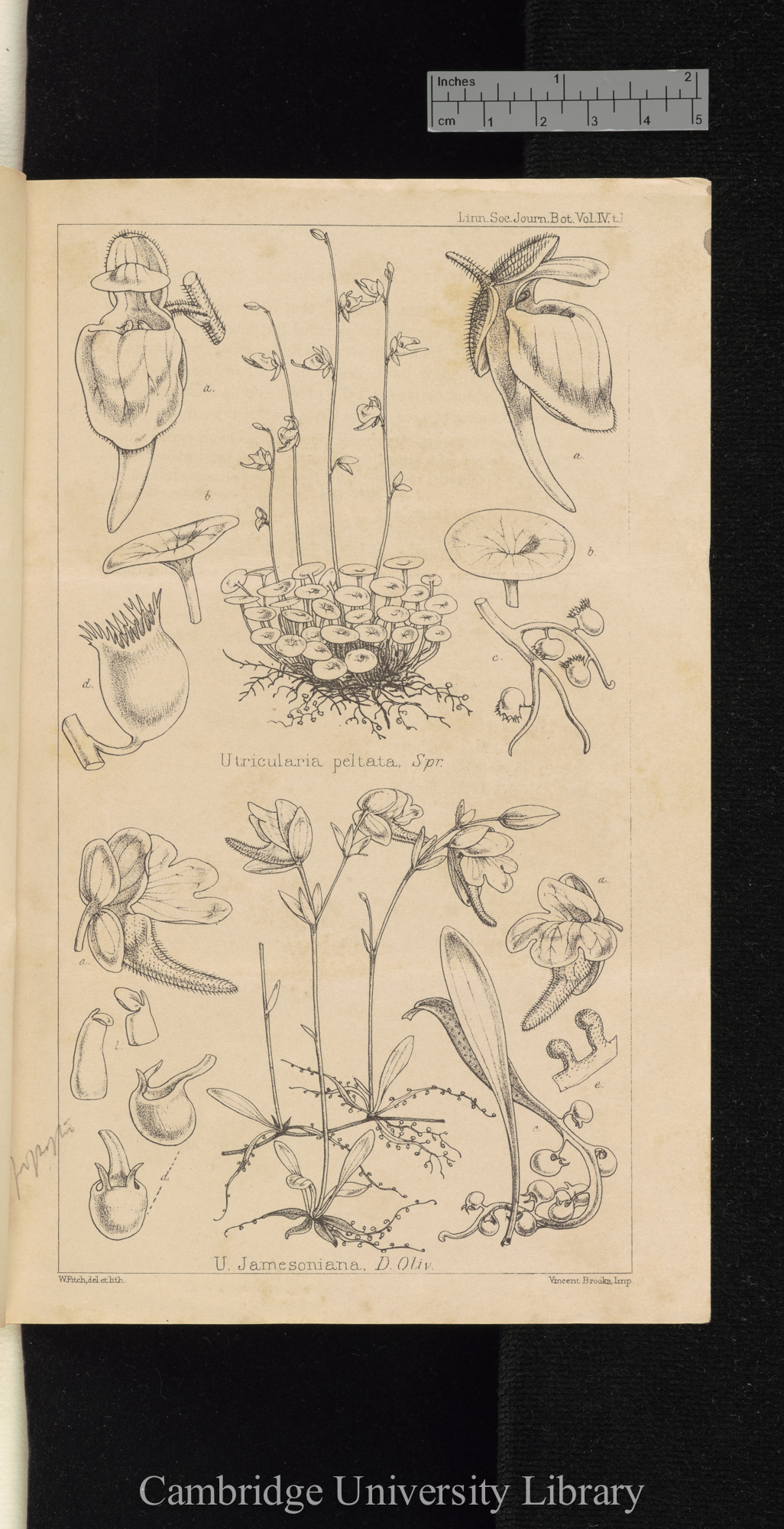 Descriptions of new species of Utricularia from South America, with notes upon the genera Polypompholyx and Akentra &#39;Linnean Society (Journal of Proceedings)&#39; 4: [177 (Plate)]