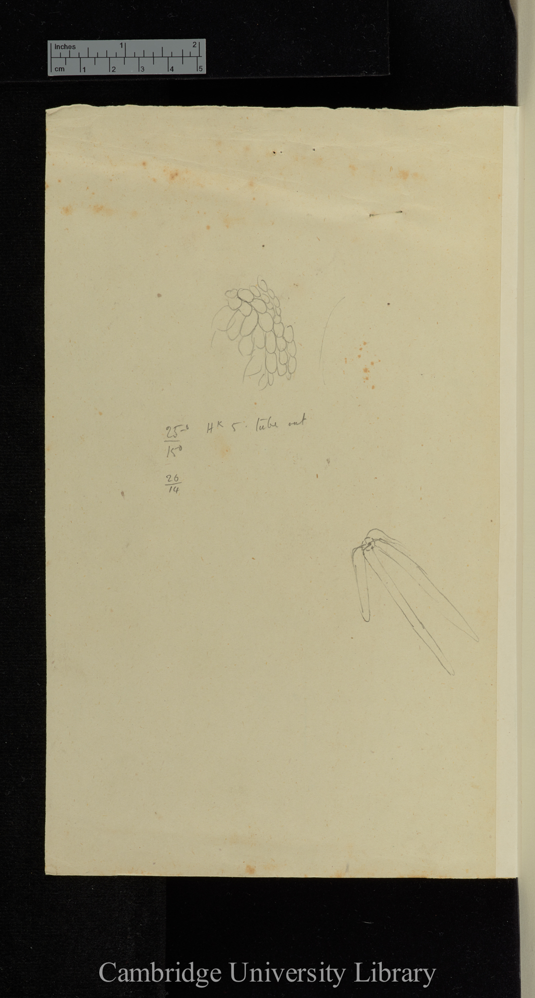 Dionaea / A, B &amp; C are sections transvsersely across the midrib [with diagrams]