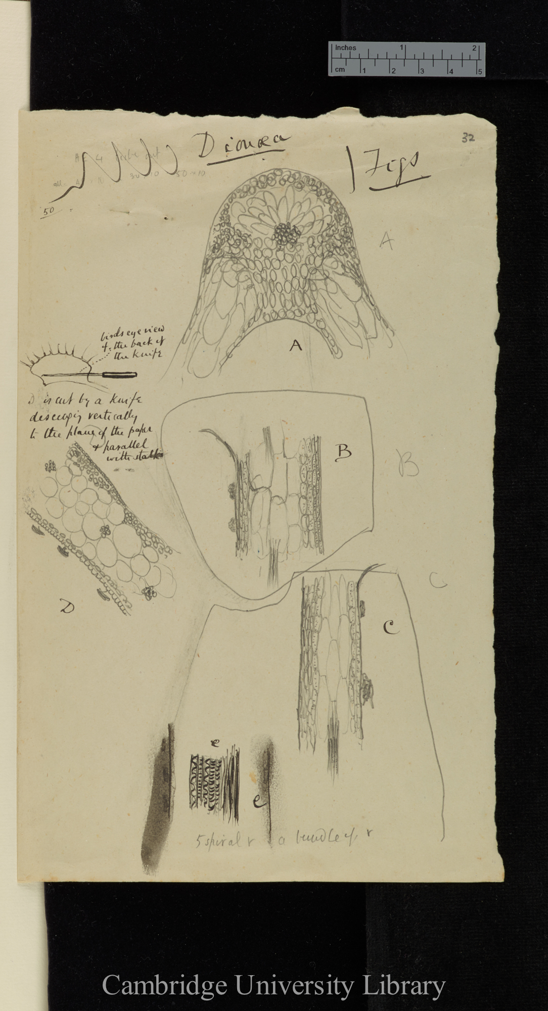 Dionaea / A, B &amp; C are sections transvsersely across the midrib [with diagrams]