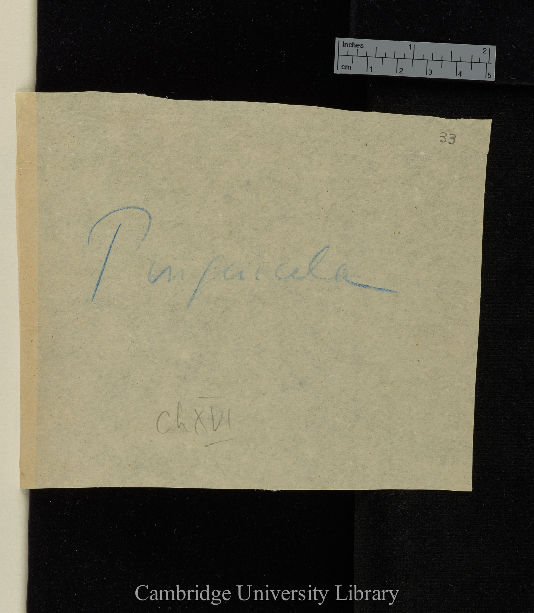 wrapper for items DAR 59.1: 34- annotated &#39;Pinguicula / Ch XVI&#39;