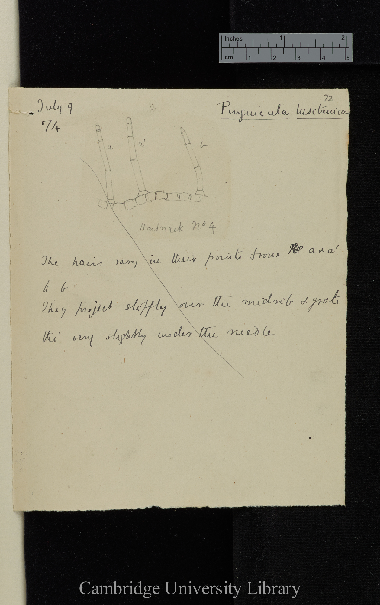 Pinguicula [measurements, observations, diagrams]