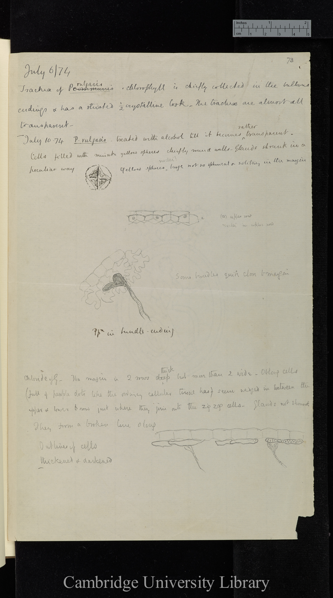 Pinguicula [measurements, observations, diagrams]