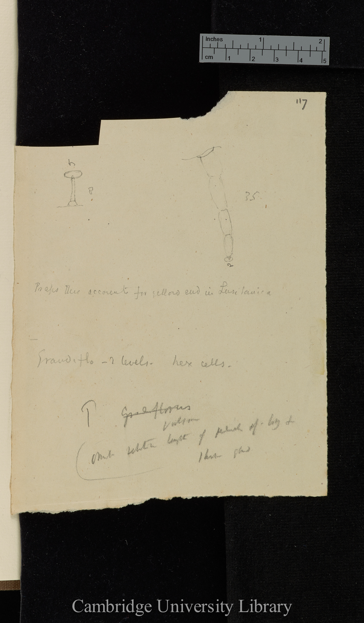 Pinguicula grandiflorus [annotated diagram]