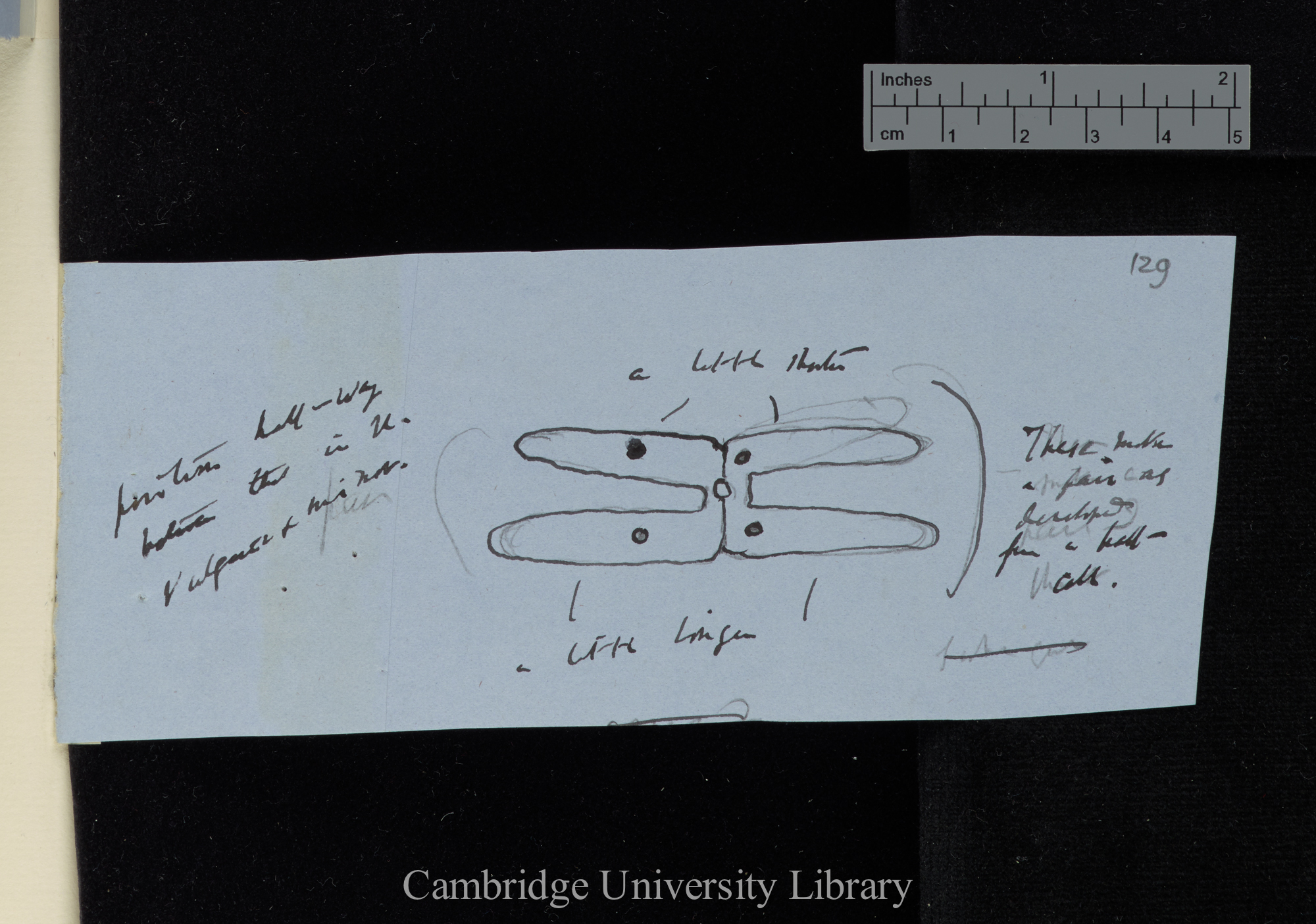 [Utricularia montana] (annotated diagram)