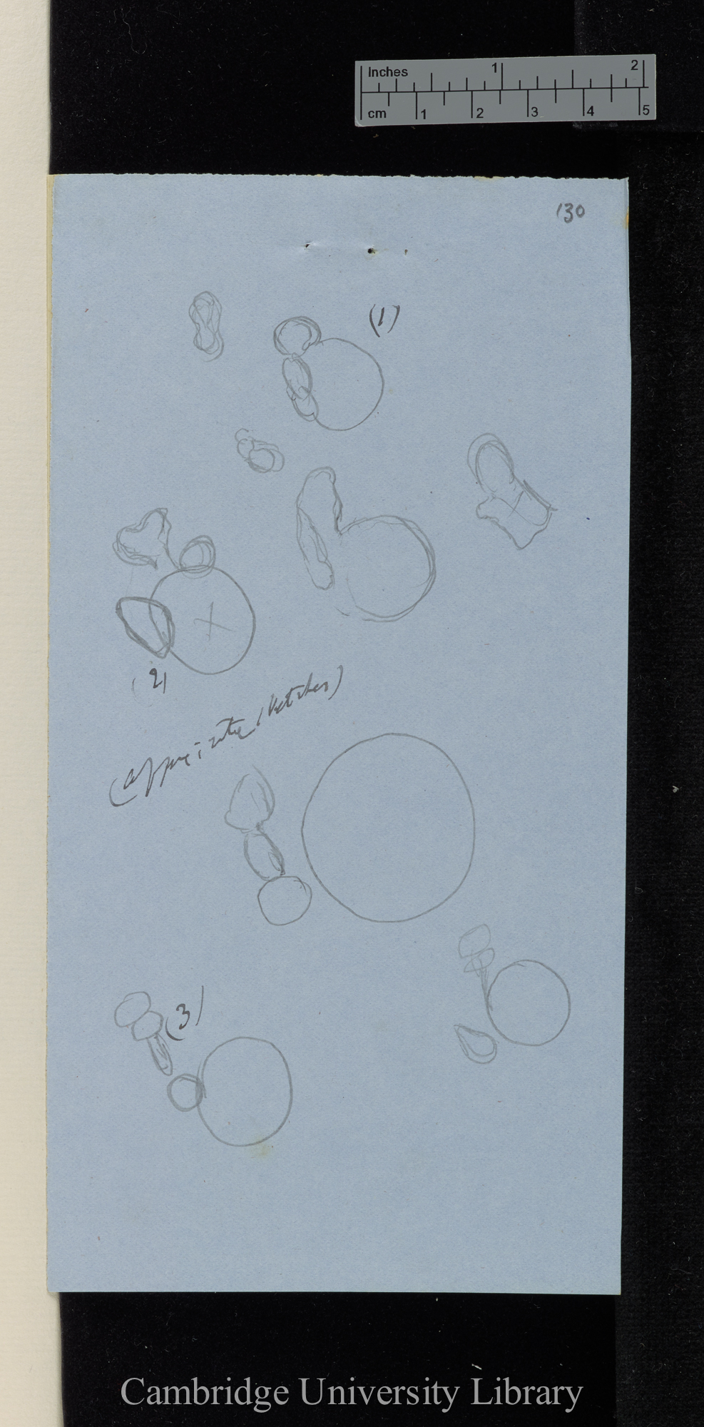 approximate sketches [of cell structures of Utricularia?]