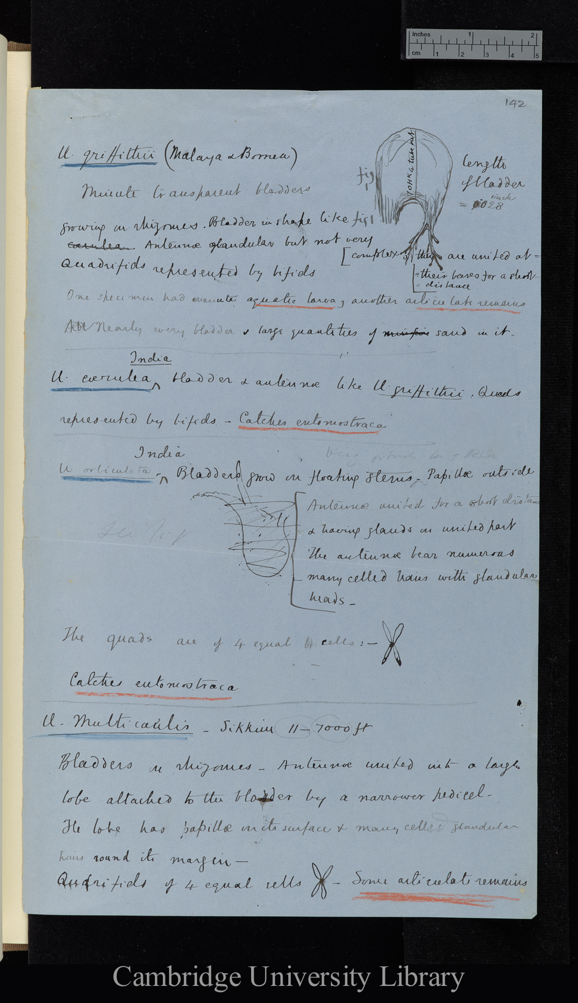 U[tricularia] [various species, descriptions and diagrams]