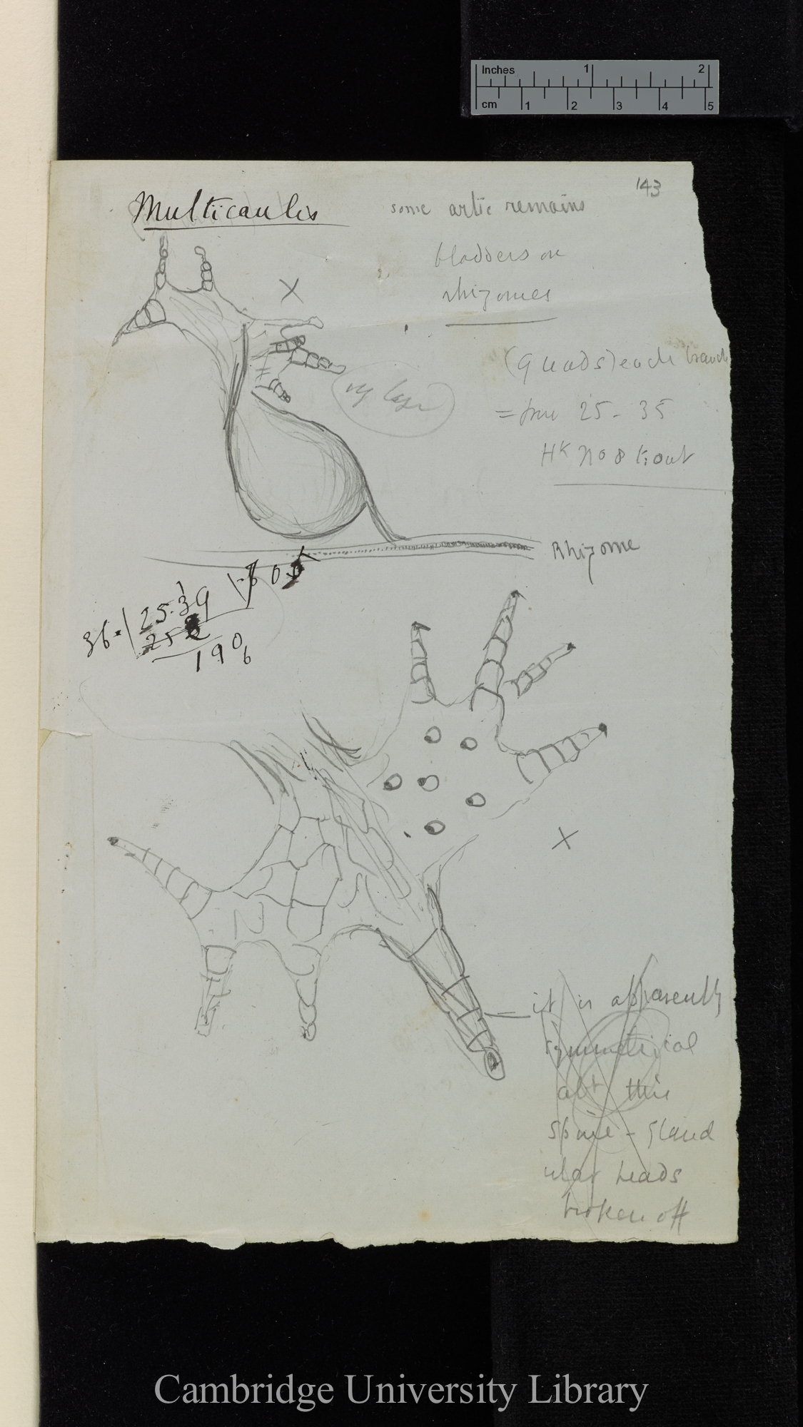 U[tricularia] [various species, descriptions and diagrams]