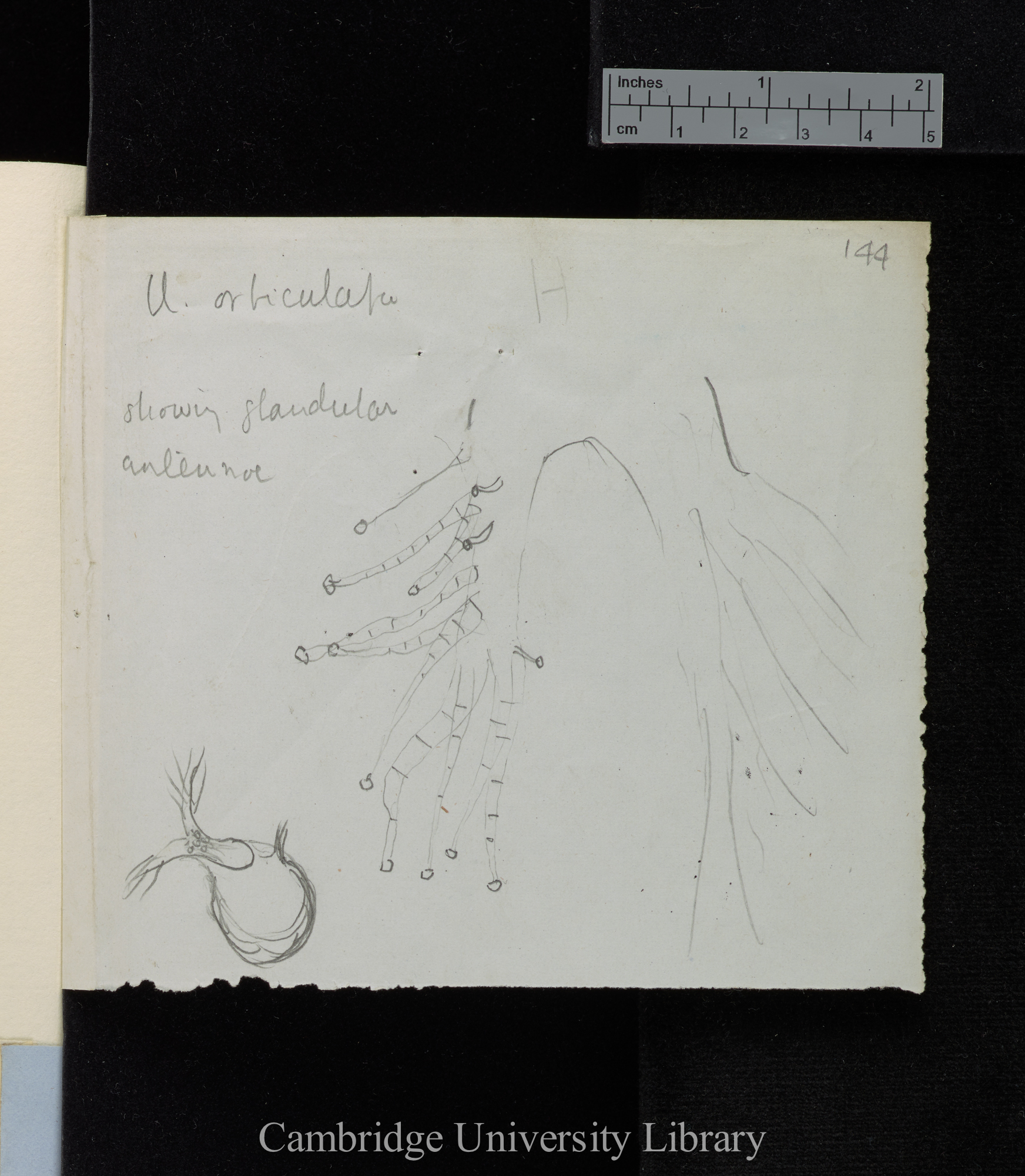 U[tricularia] [various species, descriptions and diagrams]