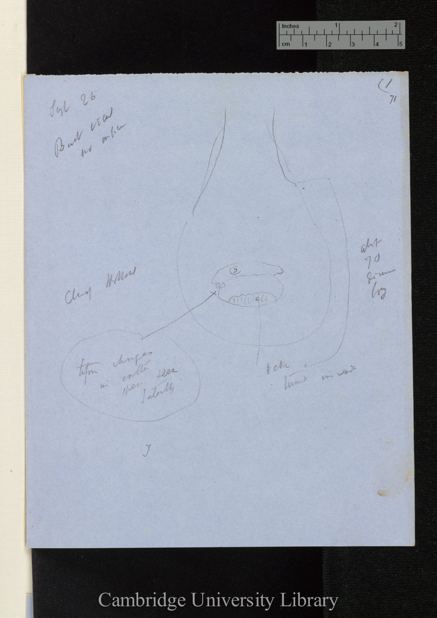 [Utricularia - annotated diagrams]