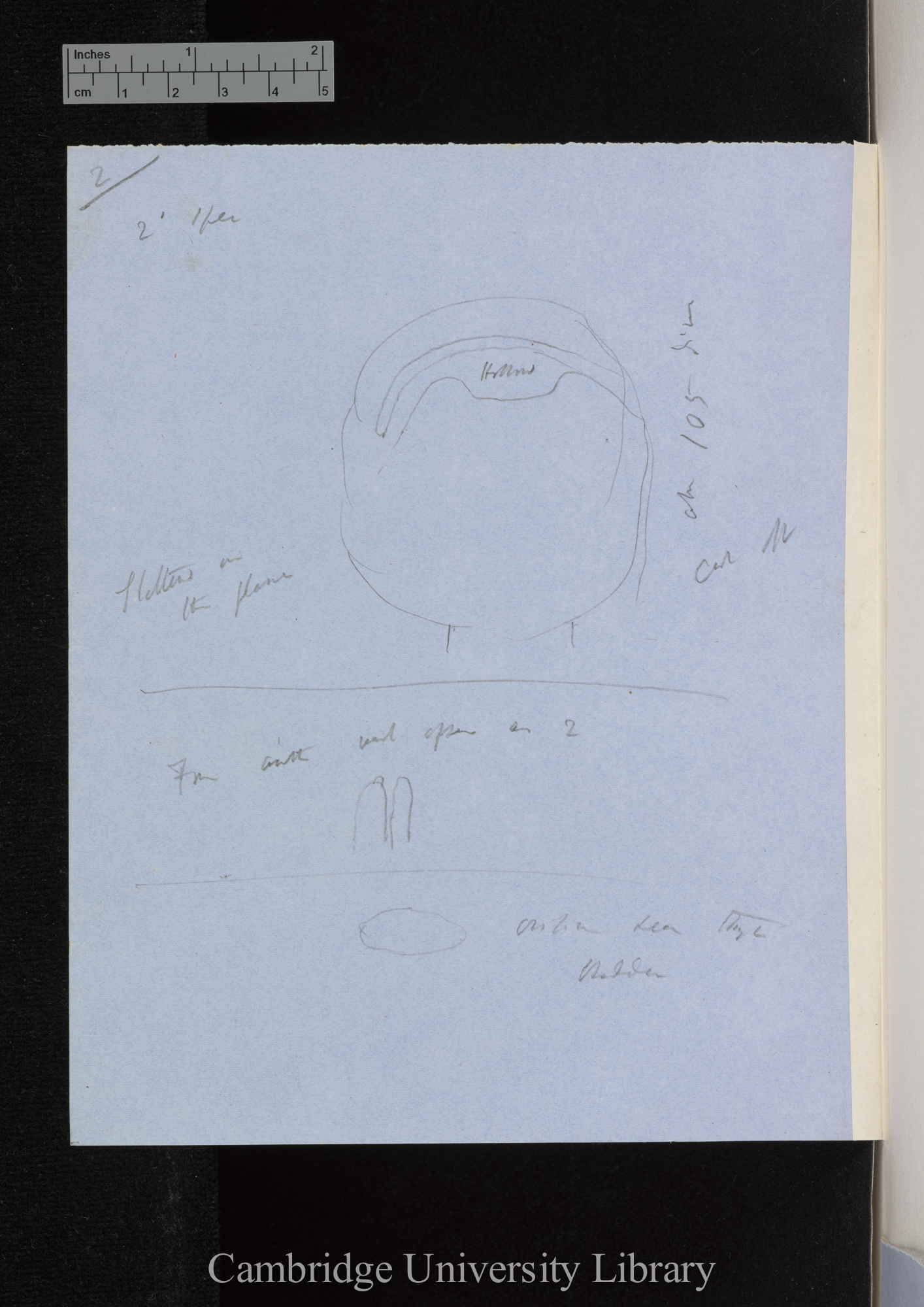 [Utricularia - annotated diagrams]