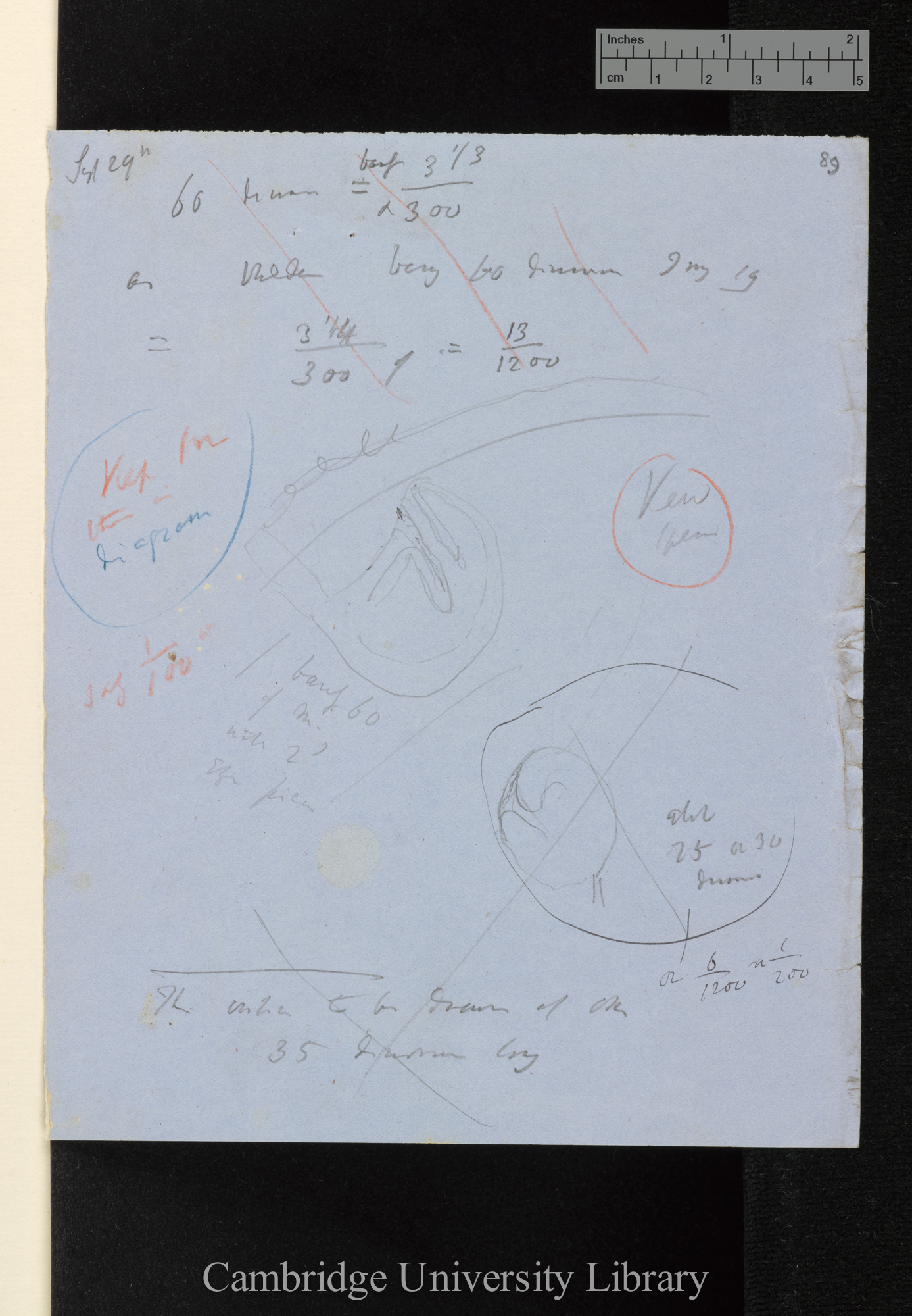 [Utricularia - rough diagrams and calculations]