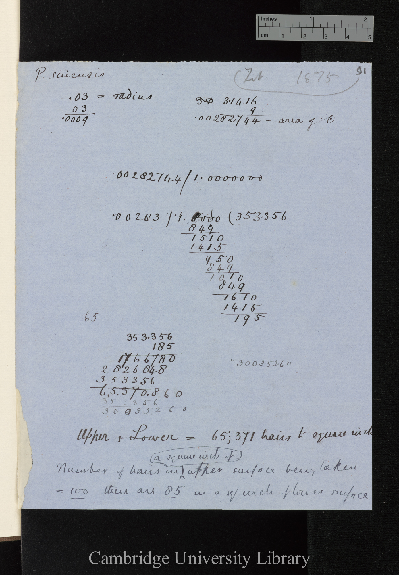 P[rimula] sinensis [measurements]