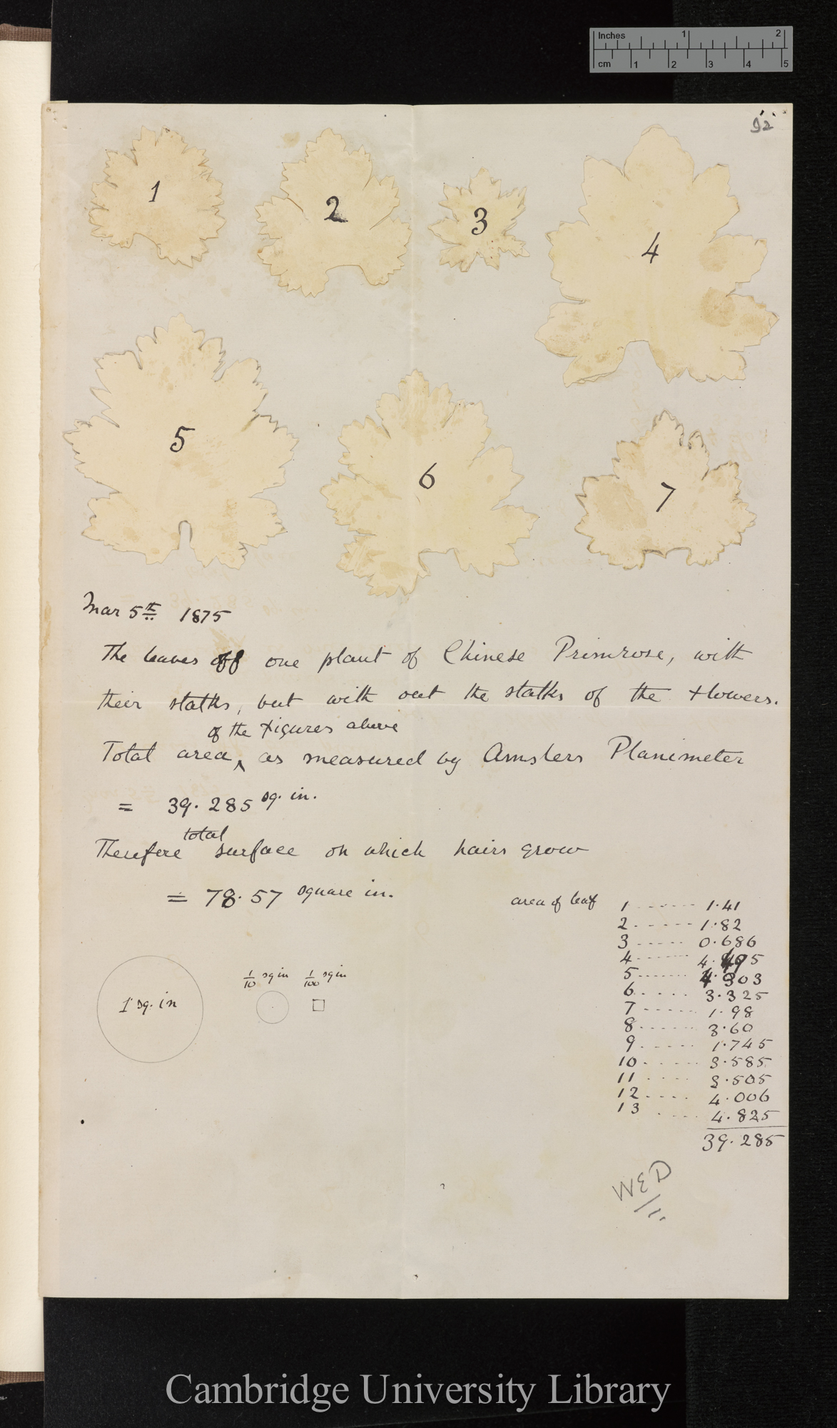 The leaves off one plant of Chinese Primrose with their stalks but with out the stalks of the flowers / [with paper cutouts representing leaves stuck on by Darwin W E]